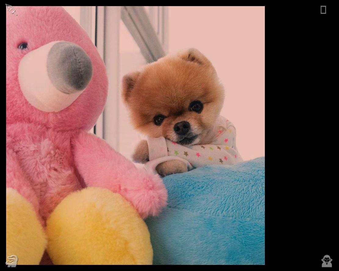 GSlayTheGWay's tweet photo. Dogs🐀Puppies turn mundane household chores into enjoyable moments with their endearing companionship. Their playful roaming and games fill the time with boundless, carefree delight. https://t.co/W0yej6gerv