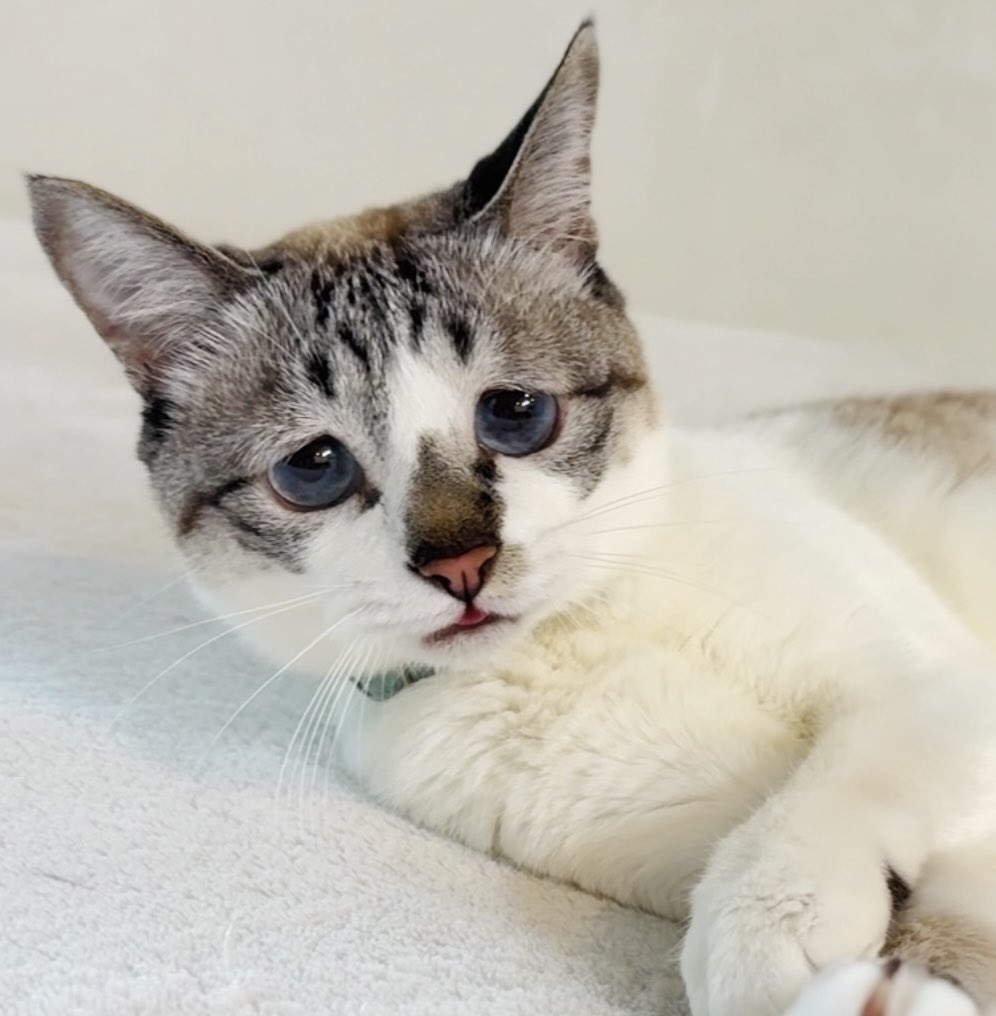 piennekomint's tweet photo. 「辛気臭い猫の投稿のせいでタイムラインが不快になるからアカウント消せ」とのDMを頂きましたが、楽しみにしてくれてるひともいるため消しません

      \ ごめんね！毛玉ぼーるであそぶ？  / https://t.co/7reYKvDuLr