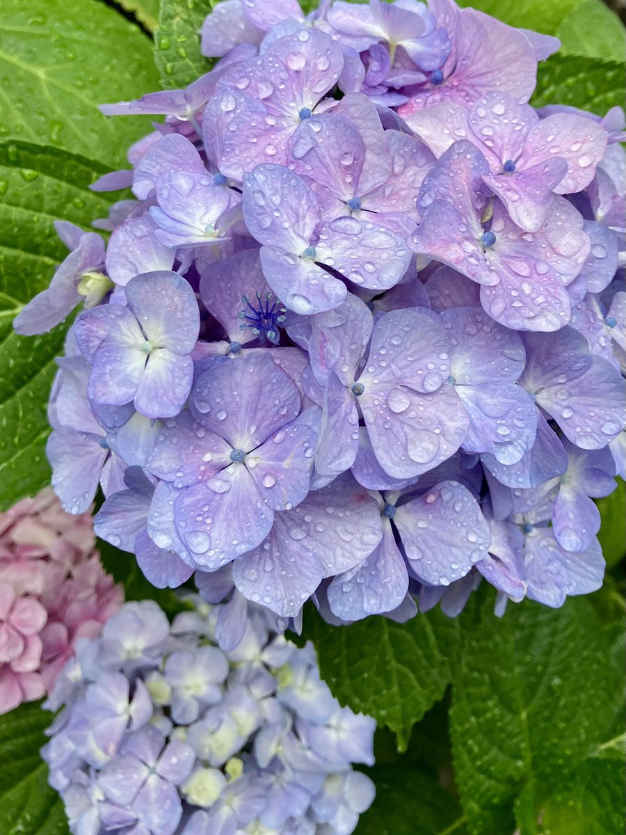 Googooganmo1's tweet photo. おはようございます😃

やっと雨が上がりました☂️
紫陽花には雫💧がよく似合う

今日も穏やかに💐あじさい

#イマソラ #花 6月8日月曜日 https://t.co/nLtxClKXQY