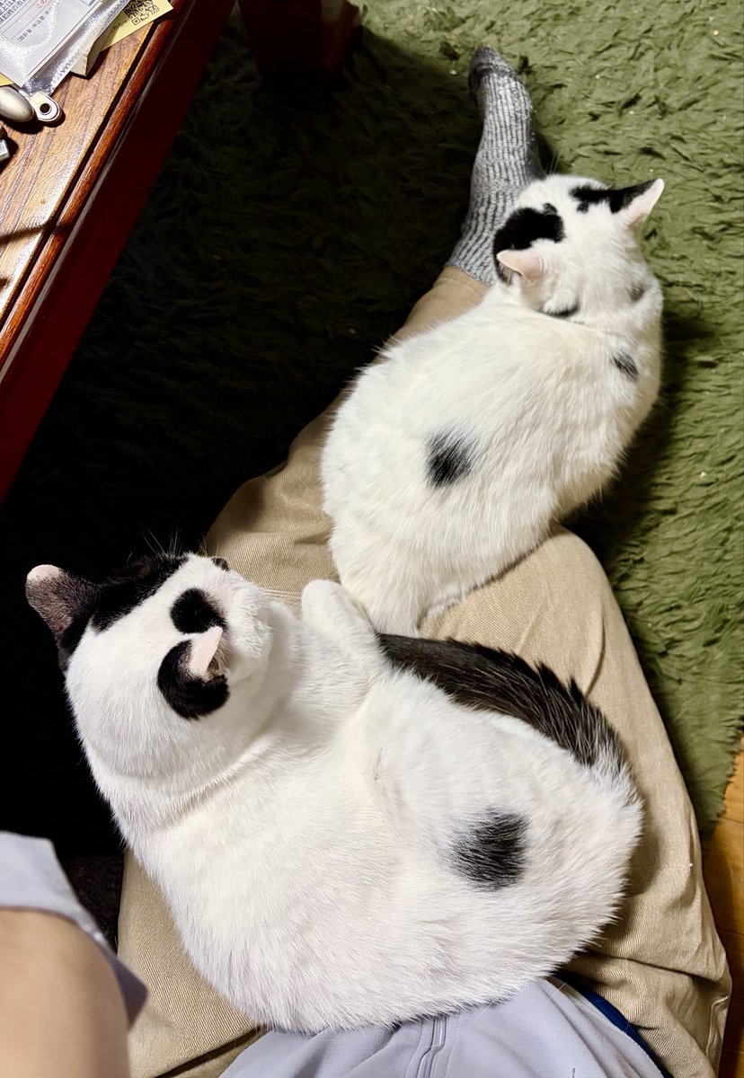 yoppalice's tweet photo. にーにーGOOD #もーにー 
VIVAナシゴレンTIME♬
「高架橋橋脚」
初見で言えました！
大きな口を開けるんだよ〜

昨夜は肌寒かったので私の膝にスズナリの猫💕幸せの重み7kg強😘 https://t.co/XbHv1Po6LZ