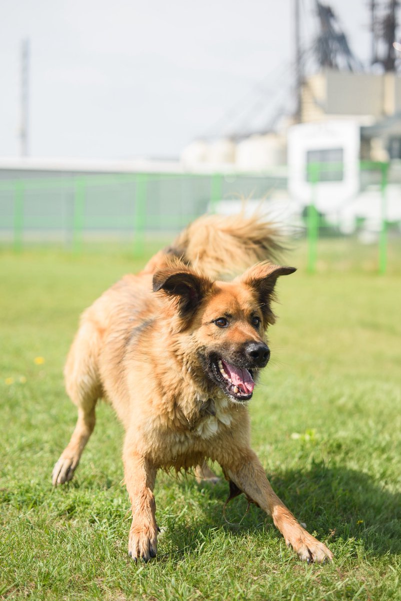 SCARS_Alberta's tweet photo. Adoptable Chucky 
Apply online at https://t.co/e0fZPcrF6R https://t.co/Qrtg1BhsLb