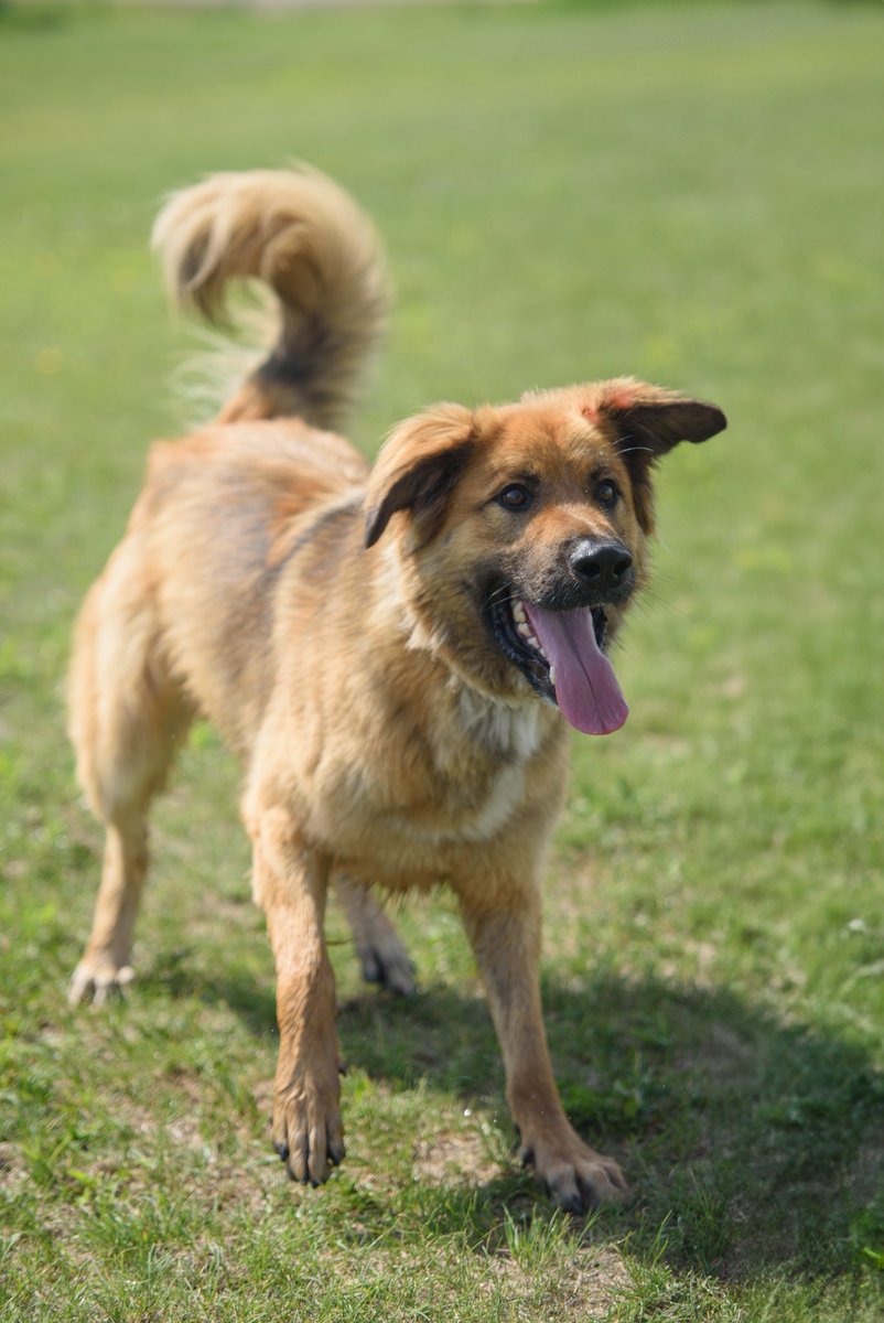 SCARS_Alberta's tweet photo. Adoptable Chucky 
Apply online at https://t.co/e0fZPcrF6R https://t.co/Qrtg1BhsLb