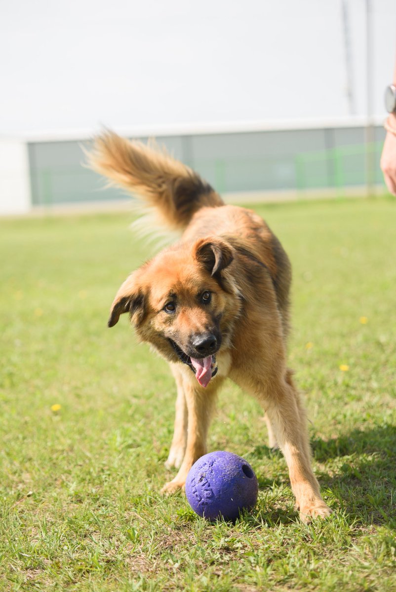 SCARS_Alberta's tweet photo. Adoptable Chucky 
Apply online at https://t.co/e0fZPcrF6R https://t.co/Qrtg1BhsLb