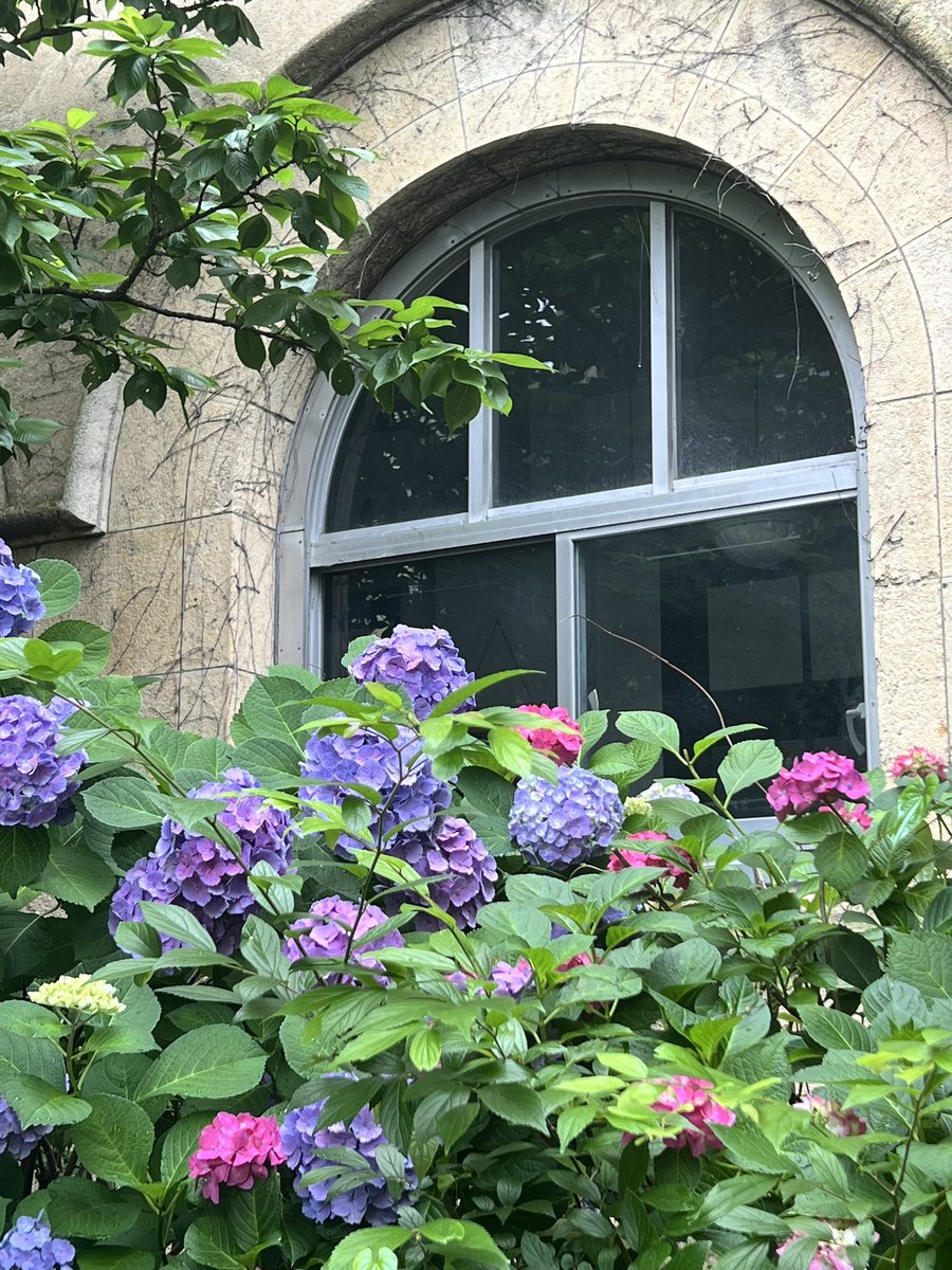 isocchi51's tweet photo. 2026.06.08(月)
#元成徳中学校の紫陽花 
#元成徳中学校 
#成徳学舎 
#紫陽花 
#今朝の京都 https://t.co/mc4eOoaKlO