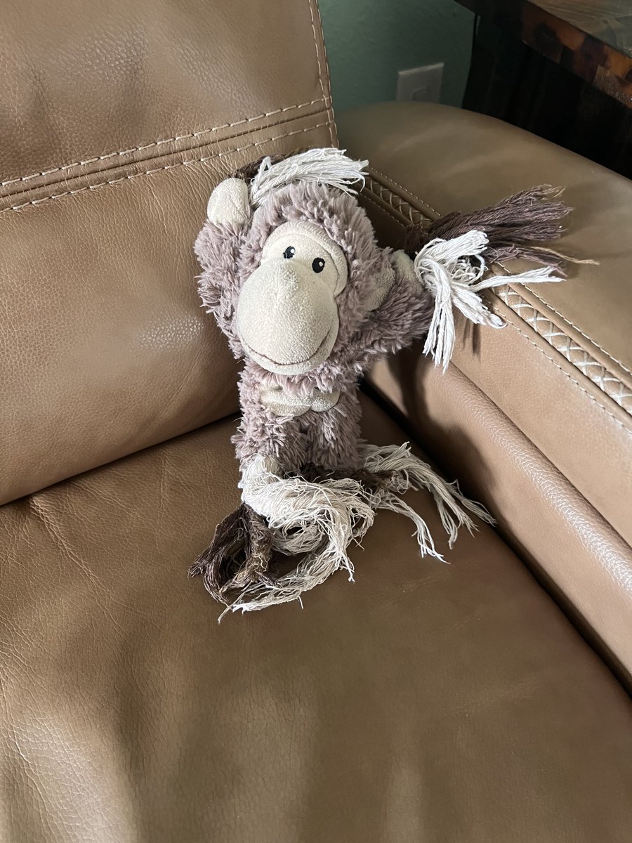 pupturds's tweet photo. Alfie got his favorite toy, Monkey, for his first birthday. He still has it. Monkey has been through a lot but still his favorite toy! ❤️ https://t.co/6J9Hg7874P