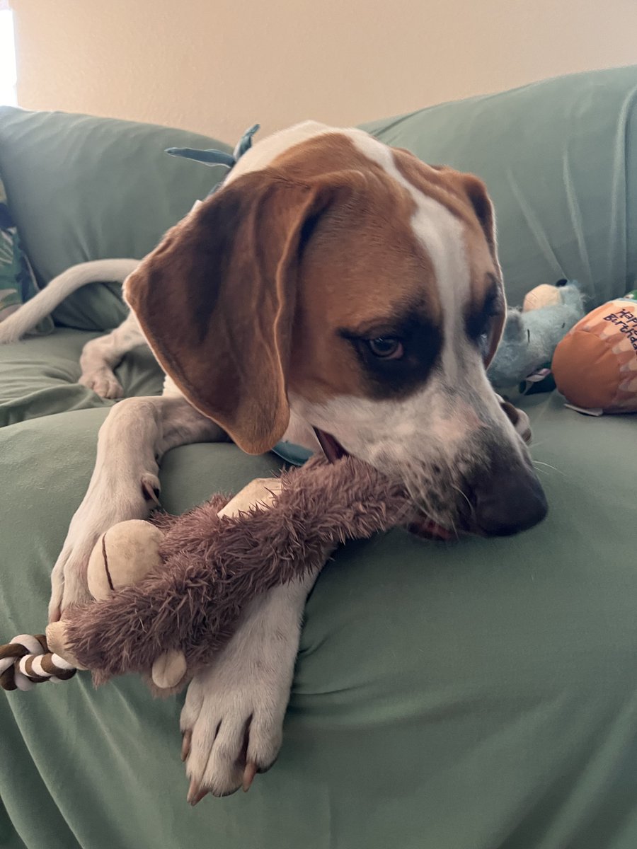 pupturds's tweet photo. Alfie got his favorite toy, Monkey, for his first birthday. He still has it. Monkey has been through a lot but still his favorite toy! ❤️ https://t.co/6J9Hg7874P