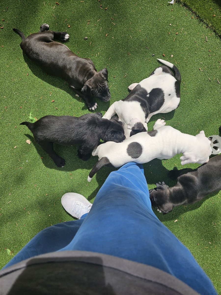 Anrield's tweet photo. All the puppies! https://t.co/n2P2tsAAja