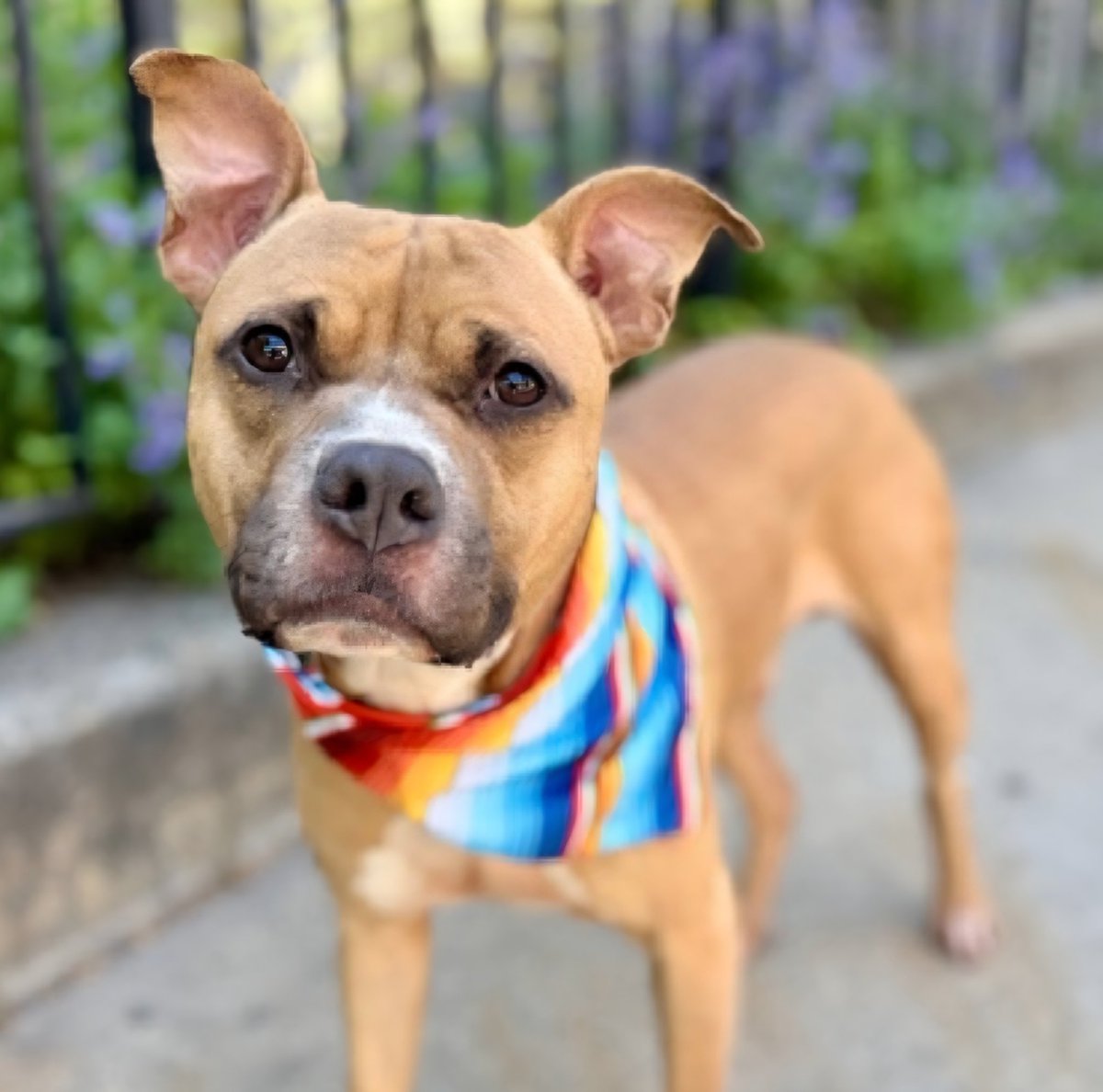 MorgFairsdogs's tweet photo. Ice Age 254993
Relisted TBK 6/9
#NYCACC #AdoptMe 
He is a cute 2 yr old boy
Has pneumonia and is not eating, needs care they will not provide🚑
Playful & friendly, loved being with family in prev home
Tolerant around dogs
Save Ice Age!
https://t.co/z9ueVIvpiV
#Pledge4Medical #foster #adopt