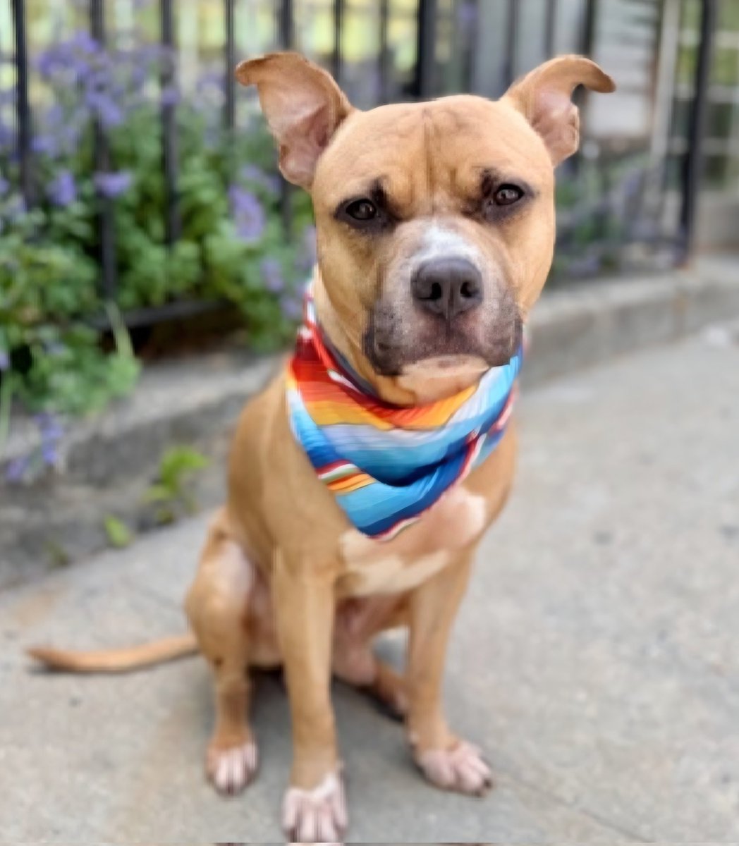 MorgFairsdogs's tweet photo. Ice Age 254993
Relisted TBK 6/9
#NYCACC #AdoptMe 
He is a cute 2 yr old boy
Has pneumonia and is not eating, needs care they will not provide🚑
Playful & friendly, loved being with family in prev home
Tolerant around dogs
Save Ice Age!
https://t.co/z9ueVIvpiV
#Pledge4Medical #foster #adopt