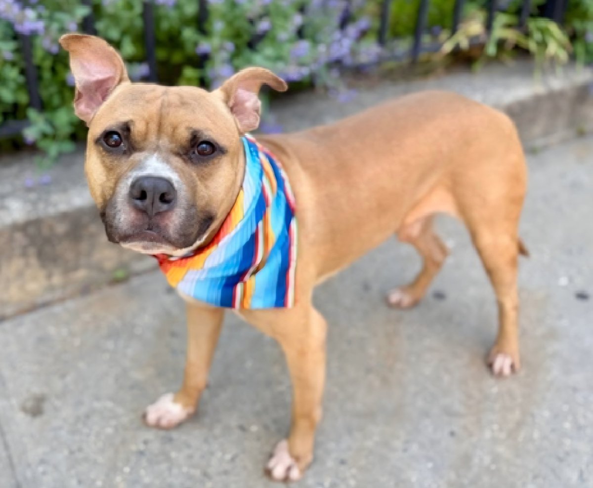MorgFairsdogs's tweet photo. Ice Age 254993
Relisted TBK 6/9
#NYCACC #AdoptMe 
He is a cute 2 yr old boy
Has pneumonia and is not eating, needs care they will not provide🚑
Playful & friendly, loved being with family in prev home
Tolerant around dogs
Save Ice Age!
https://t.co/z9ueVIvpiV
#Pledge4Medical #foster #adopt