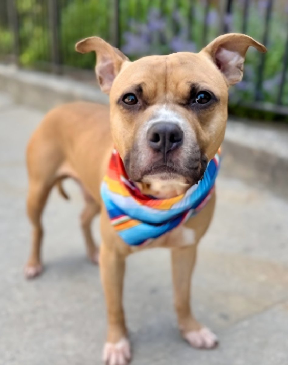 MorgFairsdogs's tweet photo. Ice Age 254993
Relisted TBK 6/9
#NYCACC #AdoptMe 
He is a cute 2 yr old boy
Has pneumonia and is not eating, needs care they will not provide🚑
Playful & friendly, loved being with family in prev home
Tolerant around dogs
Save Ice Age!
https://t.co/z9ueVIvpiV
#Pledge4Medical #foster #adopt