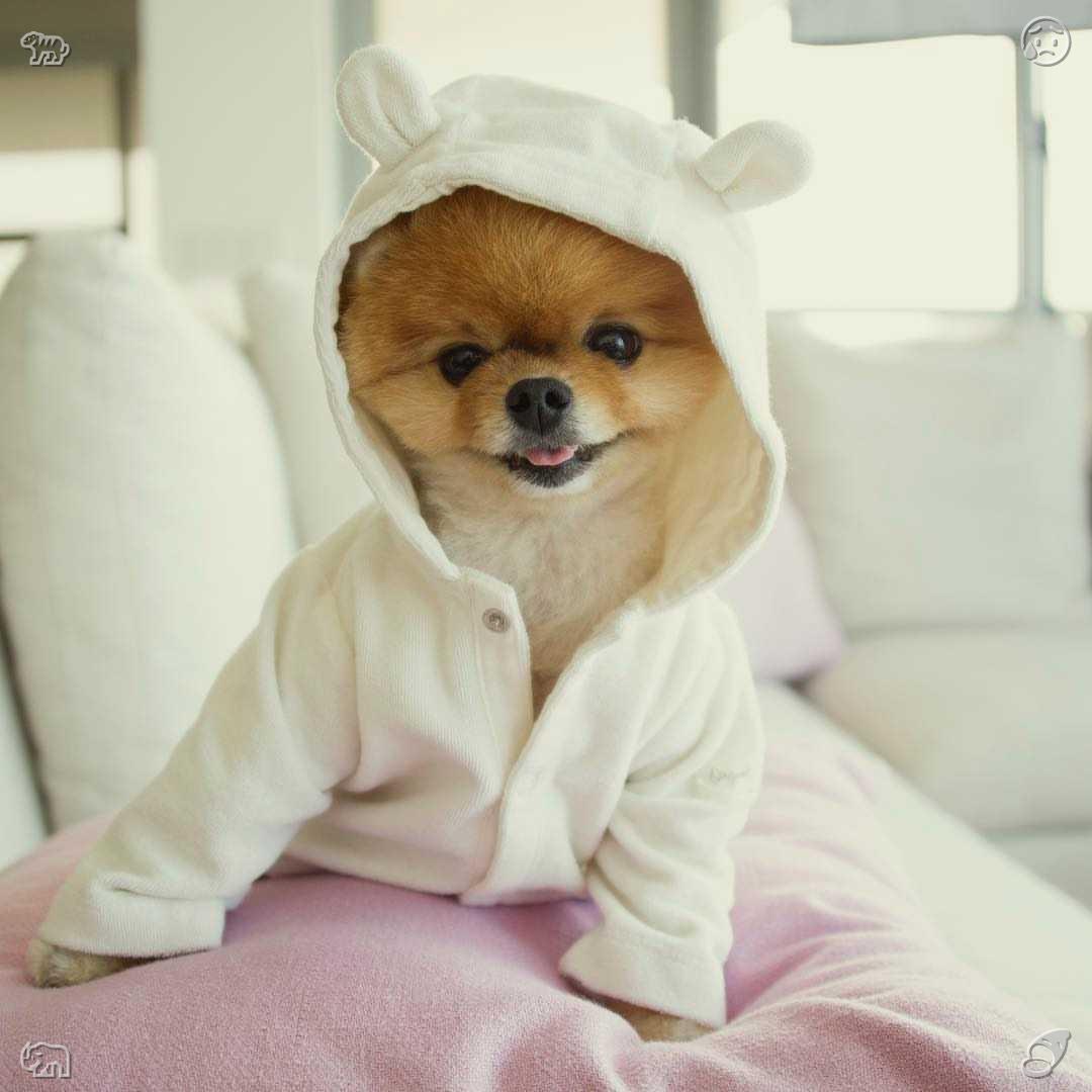 smart_tears's tweet photo. Lemon-infused ice water, paired with TV for movies 🕺—optimistic puppies bounce back immediately after minor playful bumps, resuming their joyful games. Their carefree and broad-minded attitude shows humans how to swiftly release small disappointments. https://t.co/eSdKT1XDS9