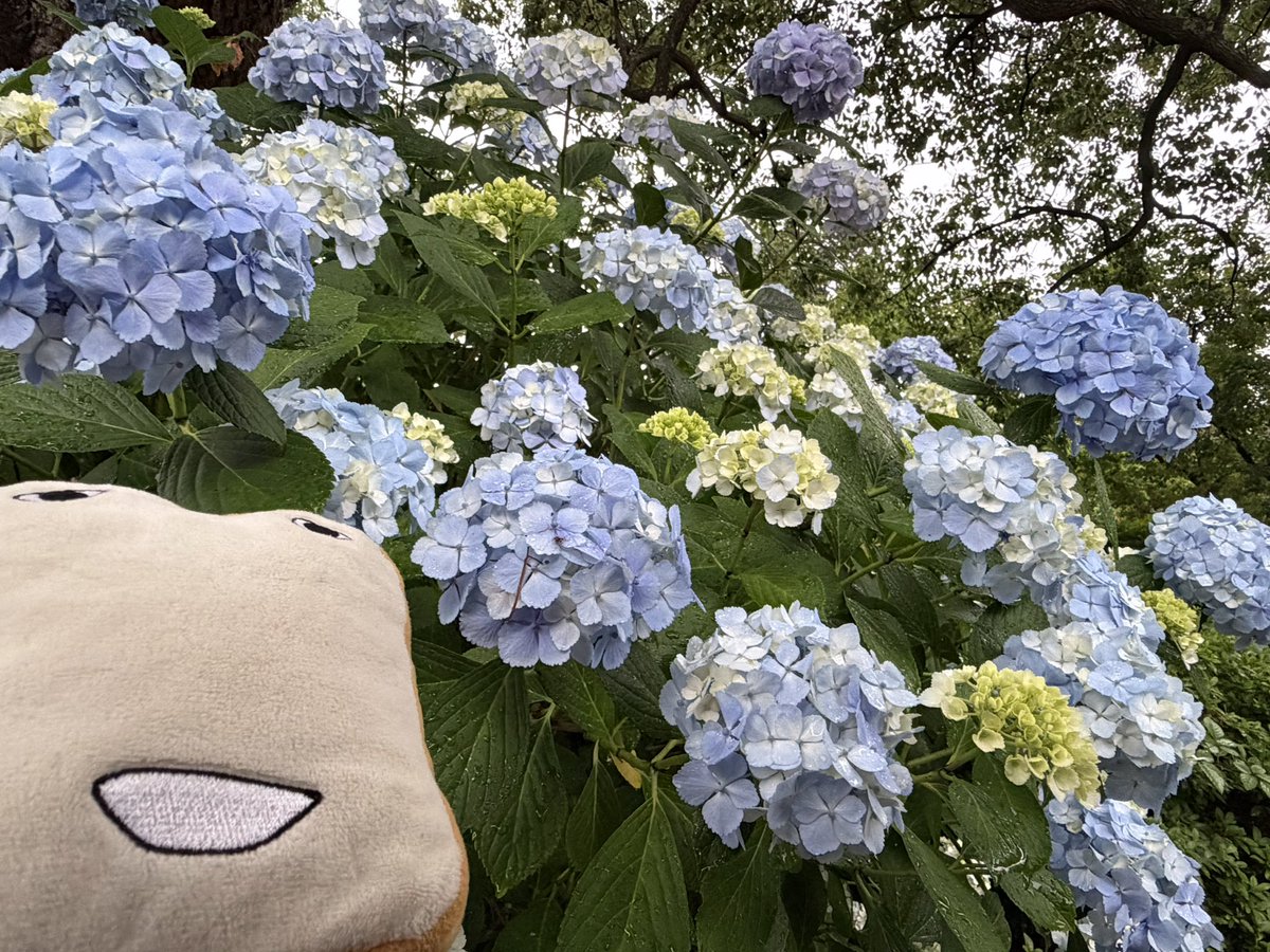 szy8yzs's tweet photo. おはようございます☔️
月曜日〜🥱

雨の朝です☔️
起きて窓を開けたら寒っ🥶
うるわしスウェットを着て出勤したら思ったより暑っ😅
着るもの難しっ💦

今週末はライブが😊
楽しみがあるのは良いことですね🥰

今日も1日✊😃
素敵な1日になりますように☺️ https://t.co/cVyHC6xOJb