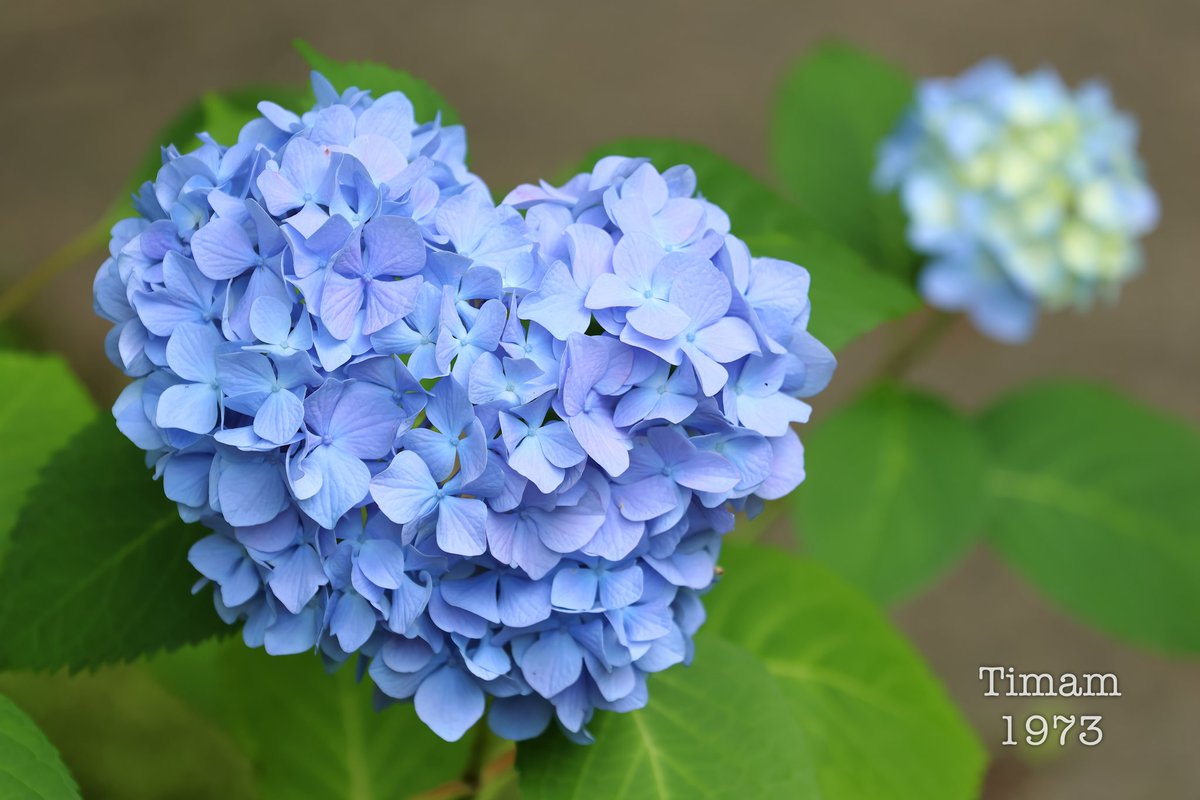 Timam1973's tweet photo. #京都市 の #智積院 に行きました。
見頃を迎えた #紫陽花͛ が、美しく咲いていました。 https://t.co/rvussI0FMn