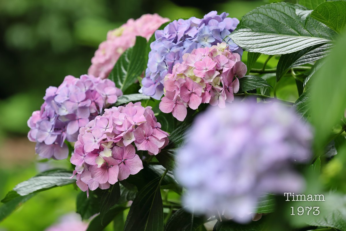 Timam1973's tweet photo. #京都市 の #智積院 に行きました。
見頃を迎えた #紫陽花͛ が、美しく咲いていました。 https://t.co/rvussI0FMn