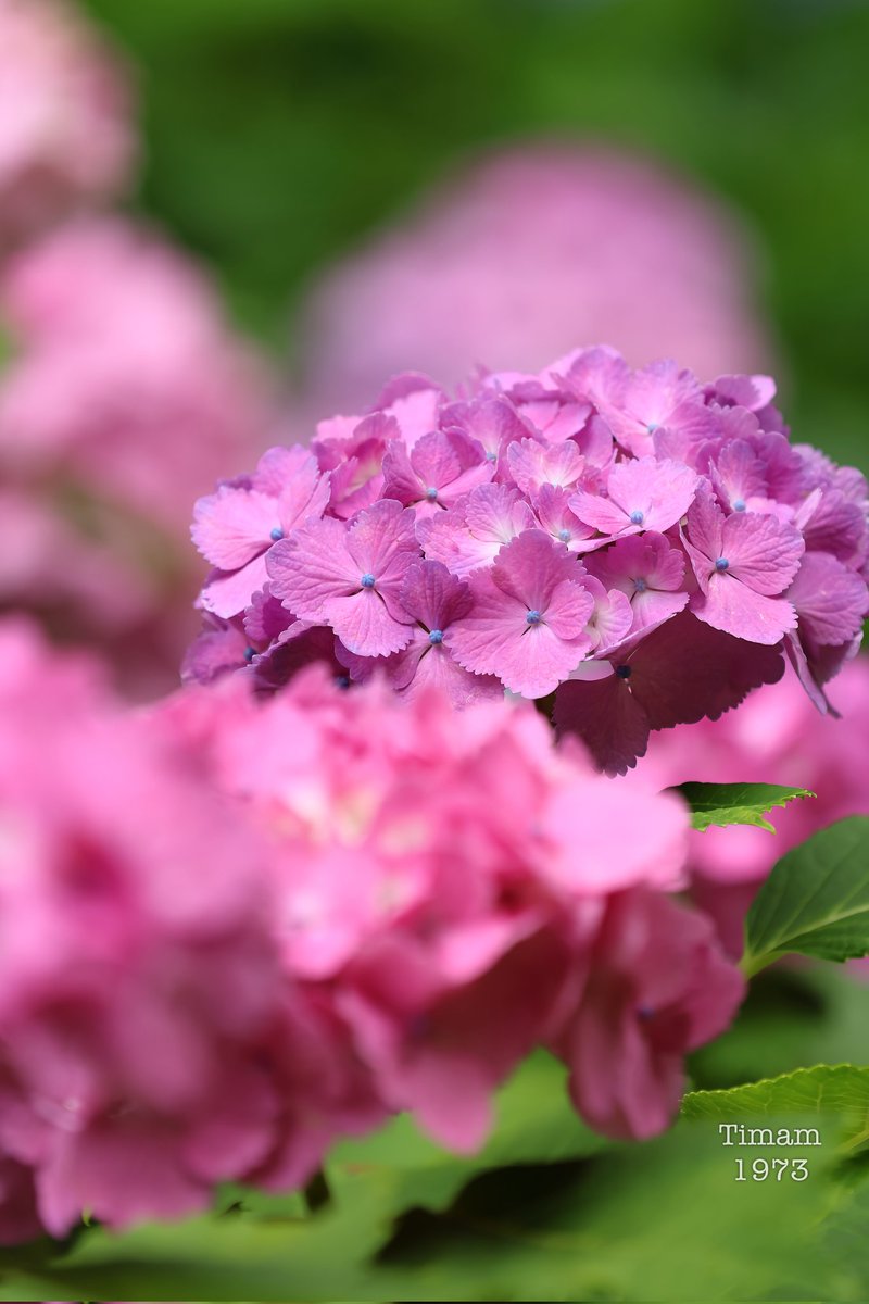 Timam1973's tweet photo. #京都市 の #智積院 に行きました。
見頃を迎えた #紫陽花͛ が、美しく咲いていました。 https://t.co/rvussI0FMn