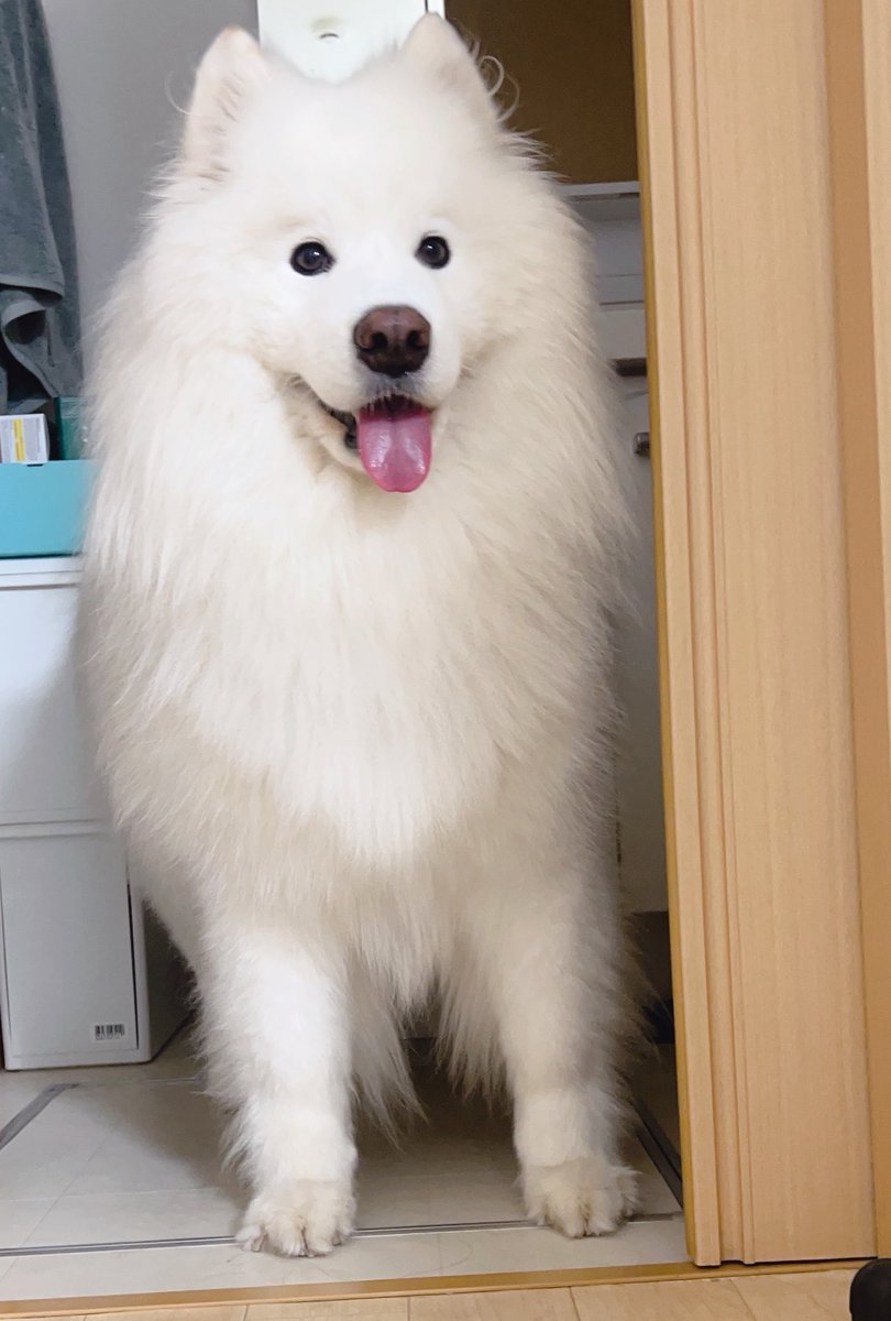 samoyed_dazs's tweet photo. おはダッツです🐻‍❄️🌧️
モフトニンをどうぞ！

夜中の雨が気になって脱衣所へ避難したサモエド
#今日も可愛いねダッツくん
#そんなに可愛くてどうするの？ https://t.co/cXNeJlJFl2