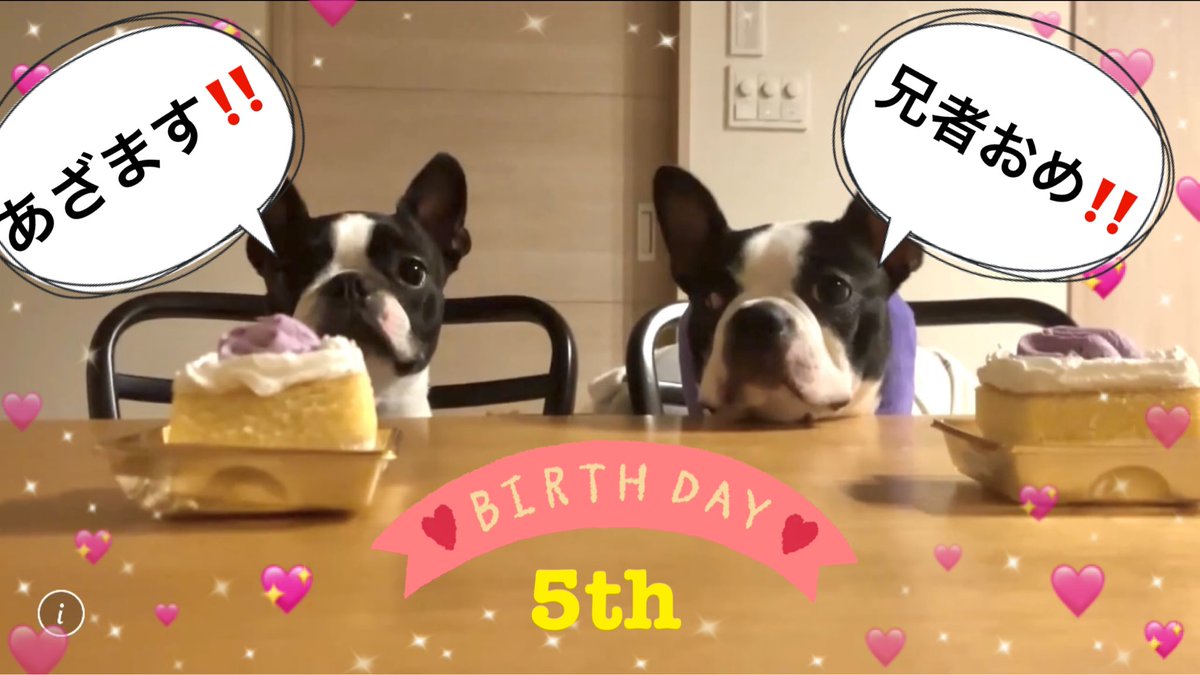 aritentosbo's tweet photo. #Bostonterrier #ボストンテリア
#いぬのいる生活　#いぬのいる暮らし
#誕生日　#happybirthday 
ハオたん、本日5歳になりました🎂
早いねぇ。ベビーフェイスだけど、ちょっとおっちゃんになったかな？☺️
今年は弟分のノワたんもやってきたし、まだまだ負けらんないね🐶
生まれてきてくれてありがとう。
これからも宜しく！！✌️