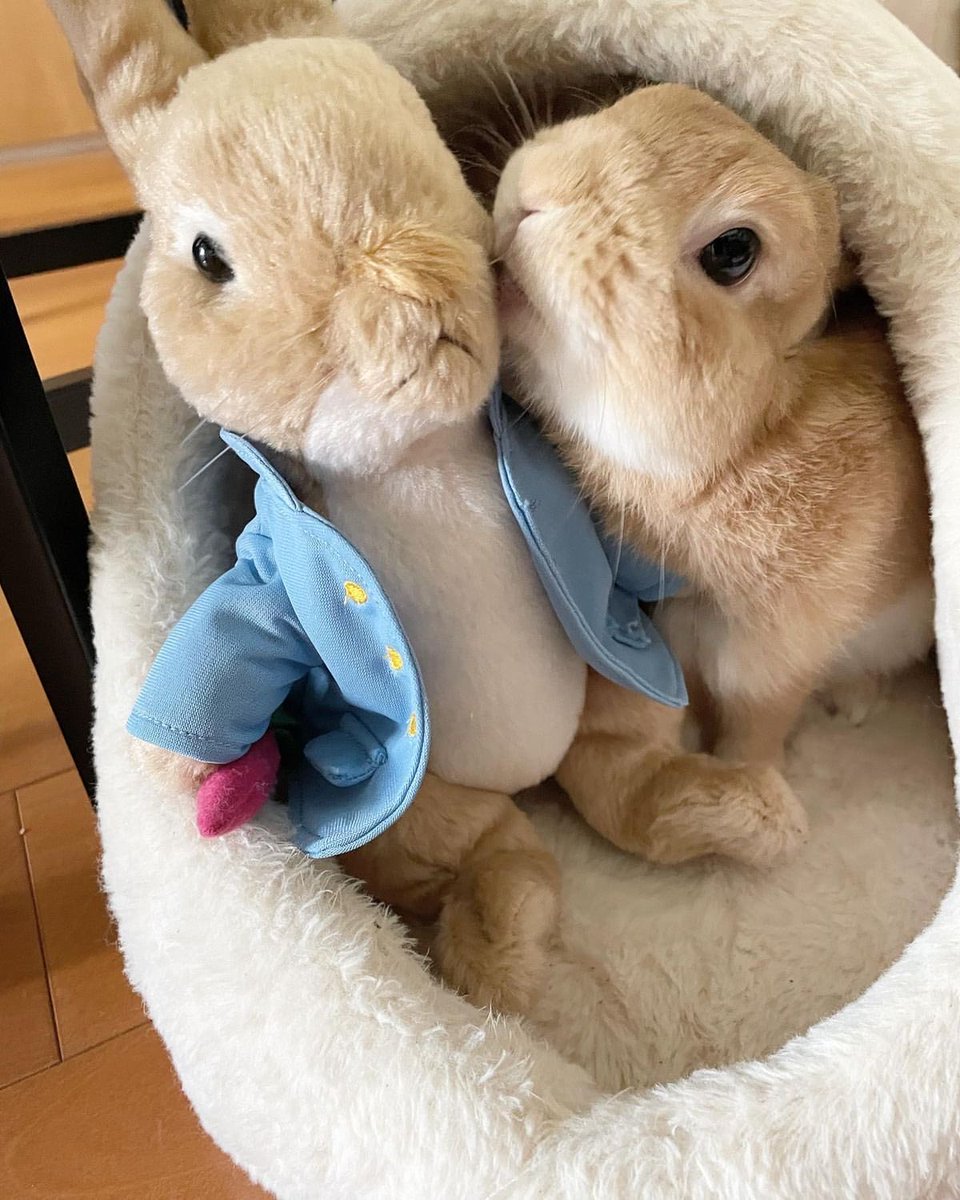 Bunnies tweet media
