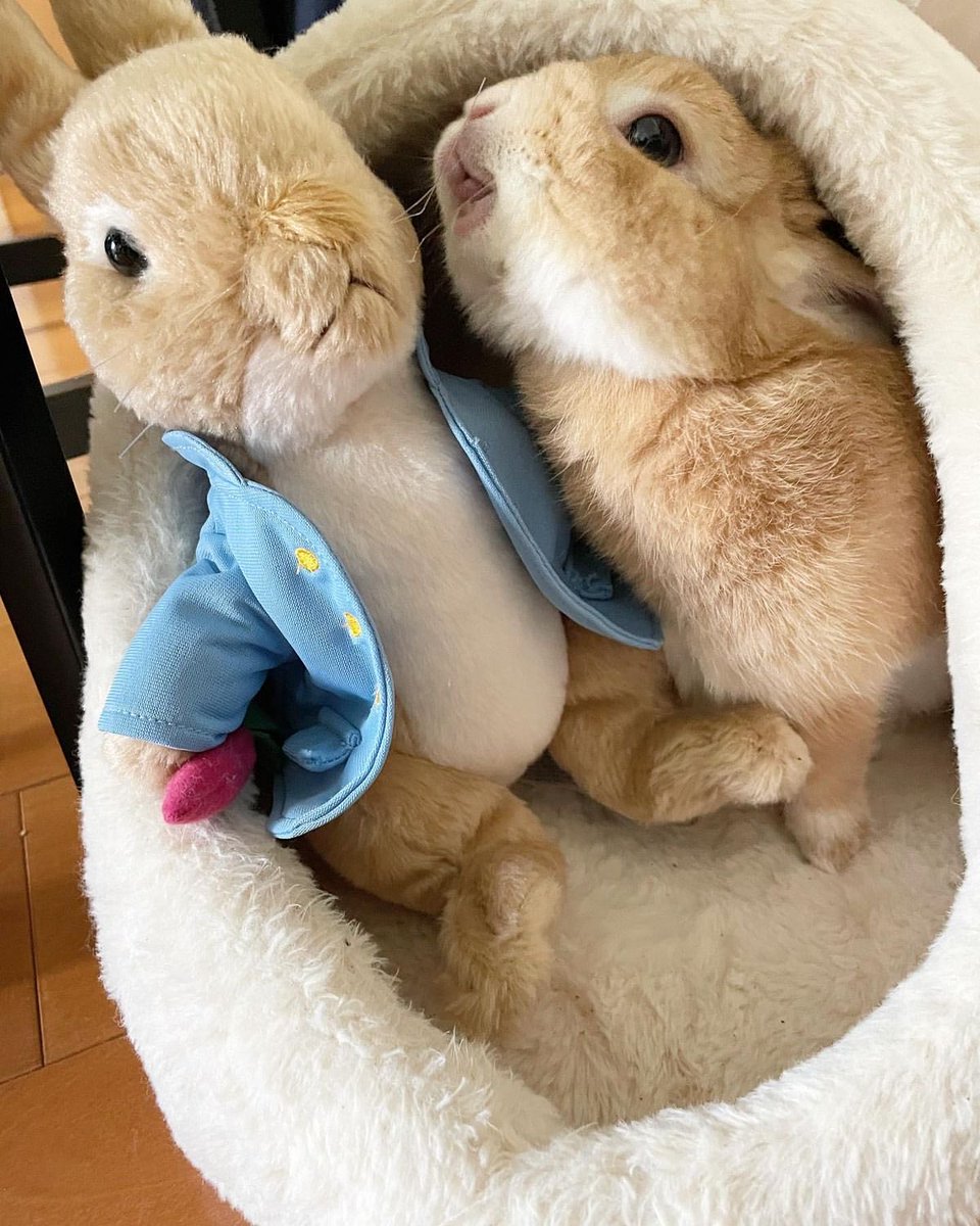 Bunnies tweet media
