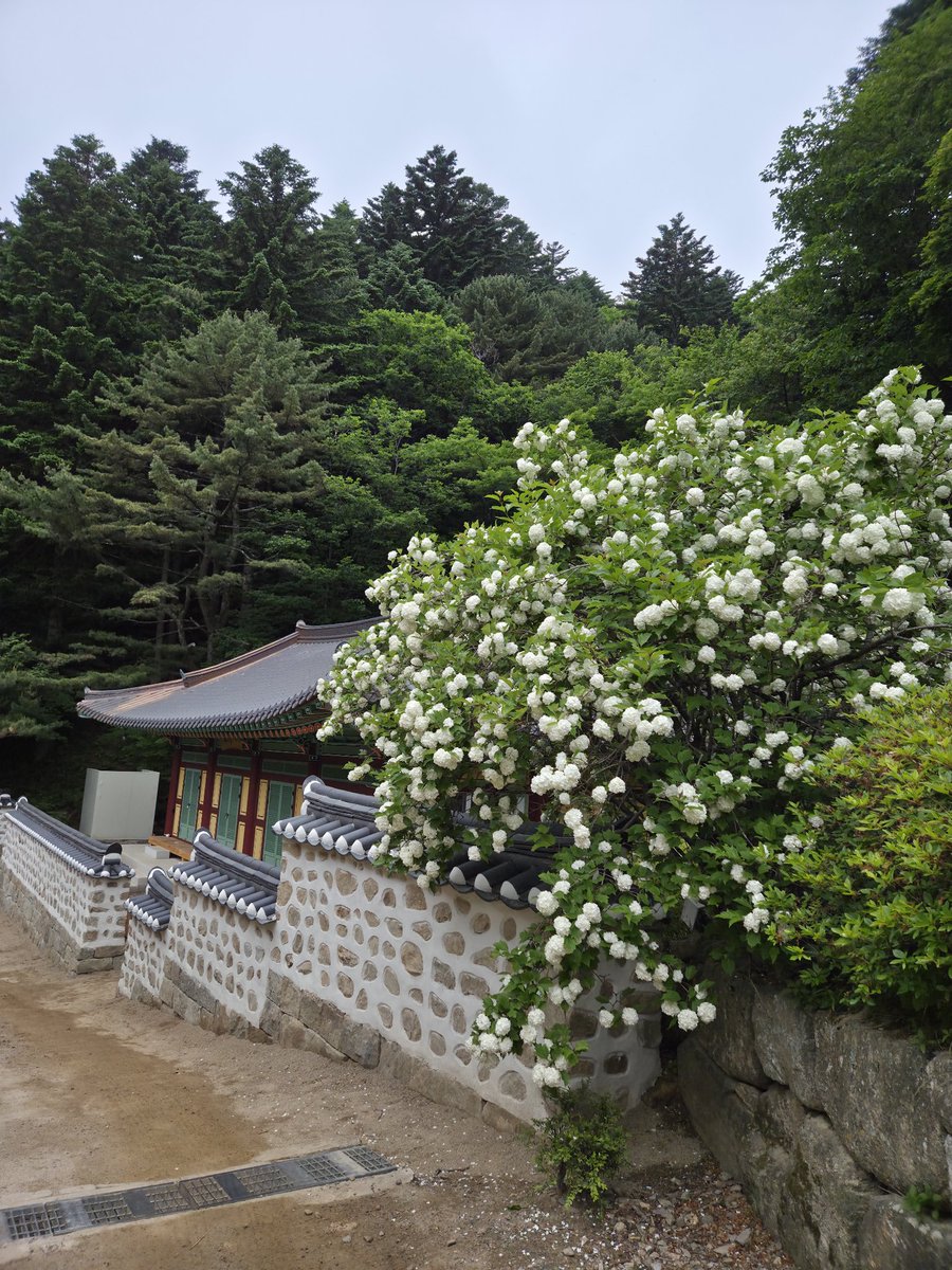 GwonOsun's tweet photo. 어젠
월정사에서 상원사에 이르는
선재길 8.7키로를 걸었다.
날은 조금 흐렸고
이따금 빗방울이 떨어지기도 했다.
6월의 숲은
어찌나 벅차던지
내 마음으로 다 끌어 안을 수 없을만큼
울창했다.
걷는 내내
스스로에 대한 반성을 한것같다.
다정한 사람
��에 진심인 사람이 되기를... https://t.co/RvrnQh0Svv