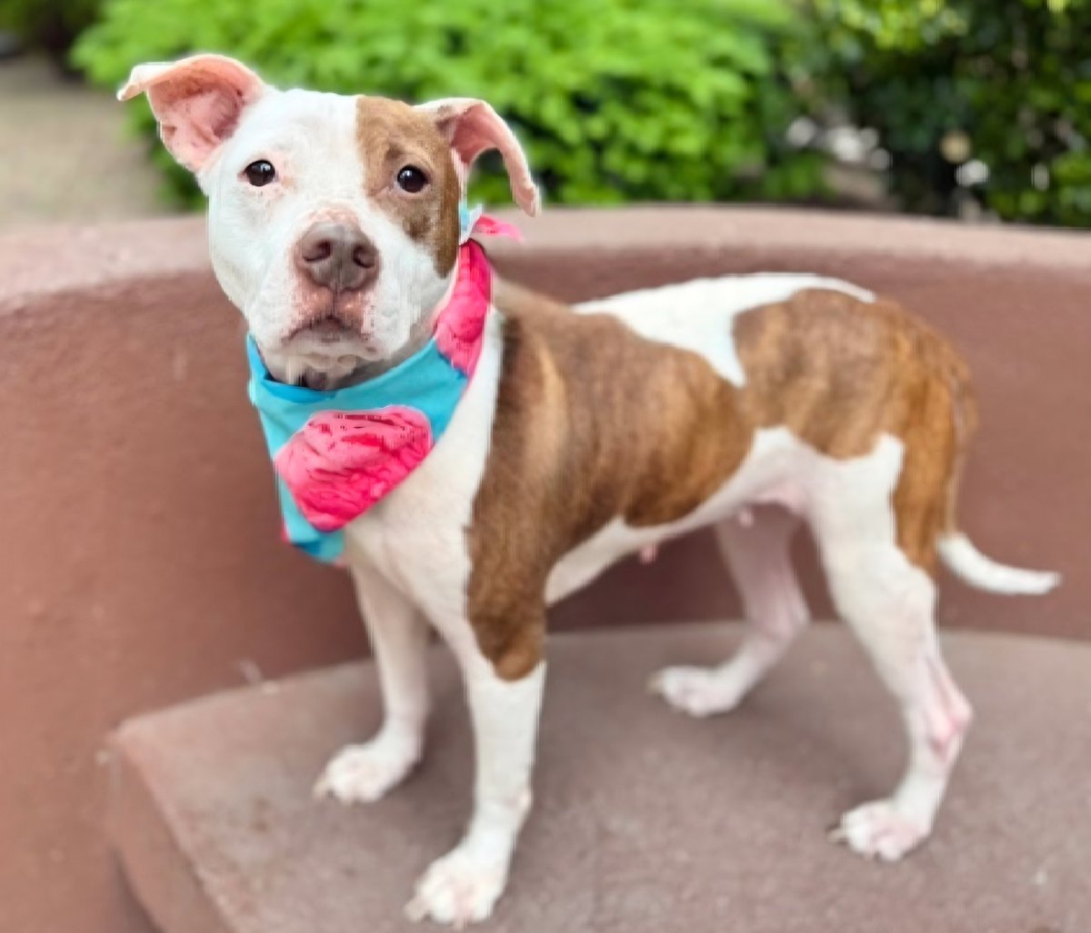 MorgFairsdogs's tweet photo. Coco Mango Cherry 233894
Relisted TBK 6/9
#NYCACC #AdoptMe
A pretty 7 yr old girl
Has allergies, alopecia,  otitis chronic,  pyoderma &amp; is Underweight 🚑
Returned by adopter for snapping at child in home
Help save Coco MC!
https://t.co/rYn4HleKXr
#pledge4rescue #foster #adopt https://t.co/beyEQNIMOn