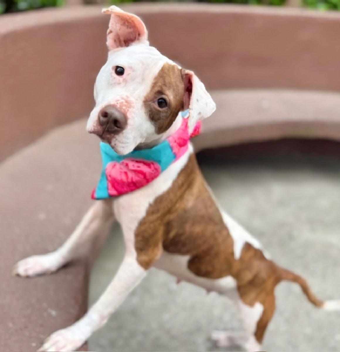 MorgFairsdogs's tweet photo. Coco Mango Cherry 233894
Relisted TBK 6/9
#NYCACC #AdoptMe
A pretty 7 yr old girl
Has allergies, alopecia,  otitis chronic,  pyoderma &amp; is Underweight 🚑
Returned by adopter for snapping at child in home
Help save Coco MC!
https://t.co/rYn4HleKXr
#pledge4rescue #foster #adopt https://t.co/beyEQNIMOn
