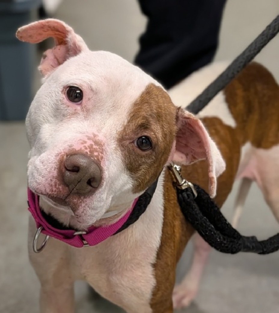 MorgFairsdogs's tweet photo. Coco Mango Cherry 233894
Relisted TBK 6/9
#NYCACC #AdoptMe
A pretty 7 yr old girl
Has allergies, alopecia,  otitis chronic,  pyoderma &amp; is Underweight 🚑
Returned by adopter for snapping at child in home
Help save Coco MC!
https://t.co/rYn4HleKXr
#pledge4rescue #foster #adopt https://t.co/beyEQNIMOn