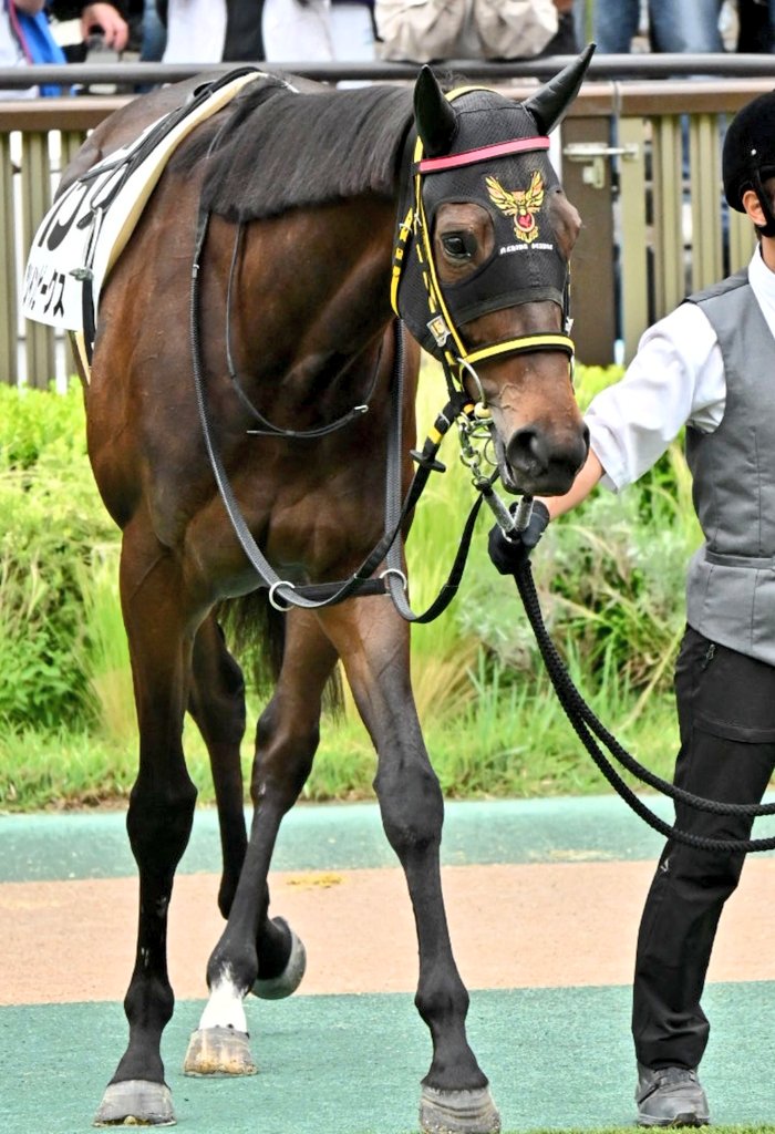 wt47640's tweet photo. 2026.6.7【東京競馬8R】
3歳以上1勝クラス
芝1600㍍

ツインピークス号（牝4歳）
15戦目　10着

中1週でよくがんばった！
これからも応援しています。
チャンスをつかんで🔥

父:ミスターメロディ
母:ミルフィアタッチ
母父:キングカメハメハ

＃ツインピークス https://t.co/0d1AxqWdGW