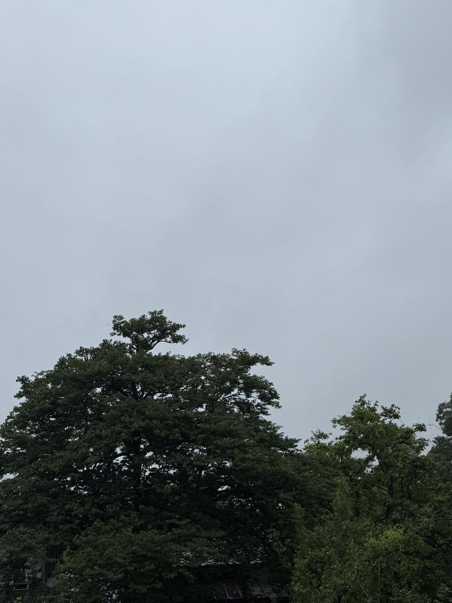 MetalDesignFac1's tweet photo. おはようございます。
中の人の地域は薄く雨が降っています。梅雨入りしたそうです。
🐻さんで全国的に話題になっている地元です。テリトリーから出てきちゃって帰り方がわからない…という感じが見えます。そっと返してあげたい。
今日も皆さまご安全に！
#企業公式が毎朝地元の天気を言い合う https://t.co/bvUhN2vEpk