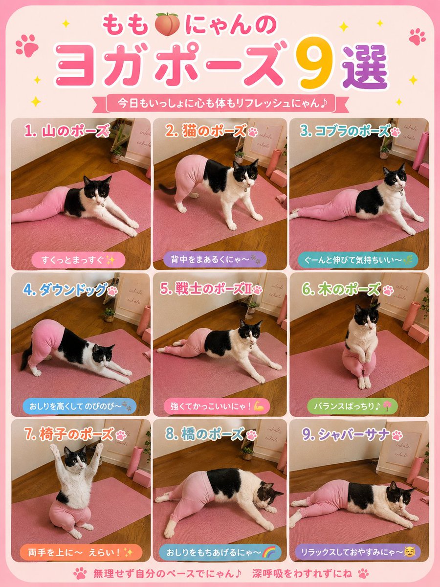 laxmi_meguro's tweet photo. 今流行りのヨガパンツ＆ヨガポーズにゃ〜🩷
もも🍑にゃんのヨガポーズ9選🩷
毎日5秒で健康にゃ〜✨
初心者向けにゃん🐾
#ヨガポーズ　#ヨガパンツ
#ねこすきさんと繋がりたい https://t.co/XmBYvBRSdo