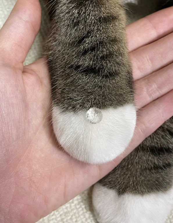 癒される動物 tweet media