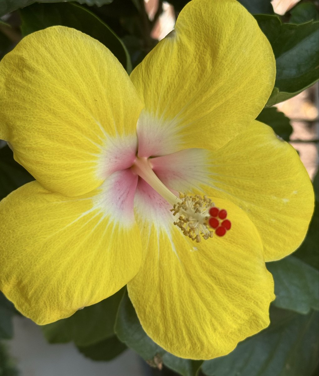 MsMimi_TCB's tweet photo. My Hibiscus has pretty yellow blooms. 🌺💕 https://t.co/5A7kxRyhiE