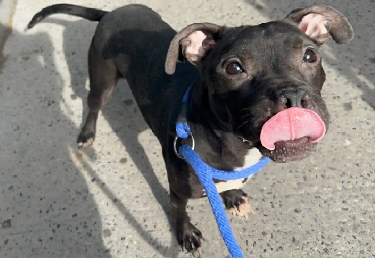 MorgFairsdogs's tweet photo. T'Challa 255120
Relisted TBK 6/9
#NYCACC #RescueOnly 
A cute 7 yr old boy
Has CIRDC 🚑
Had bite in home when owner broke up dog fight, redirected to owner
Receptive to treats 
All adult home needed
Save T'Challa!
https://t.co/2ohxtJyODr
#Pledge4Rescue #foster #adopt https://t.co/1NSYBm0fD5