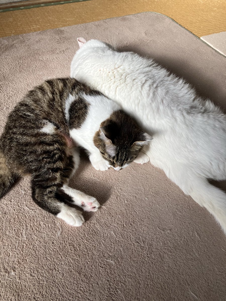 k_withanimals's tweet photo. https://t.co/s1i8FEXGI6