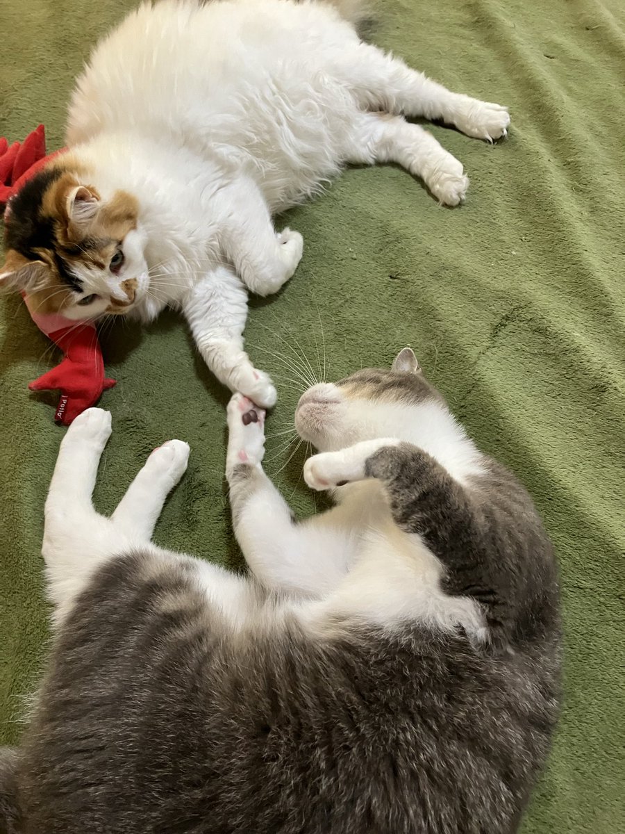 k_withanimals's tweet photo. https://t.co/s1i8FEXGI6