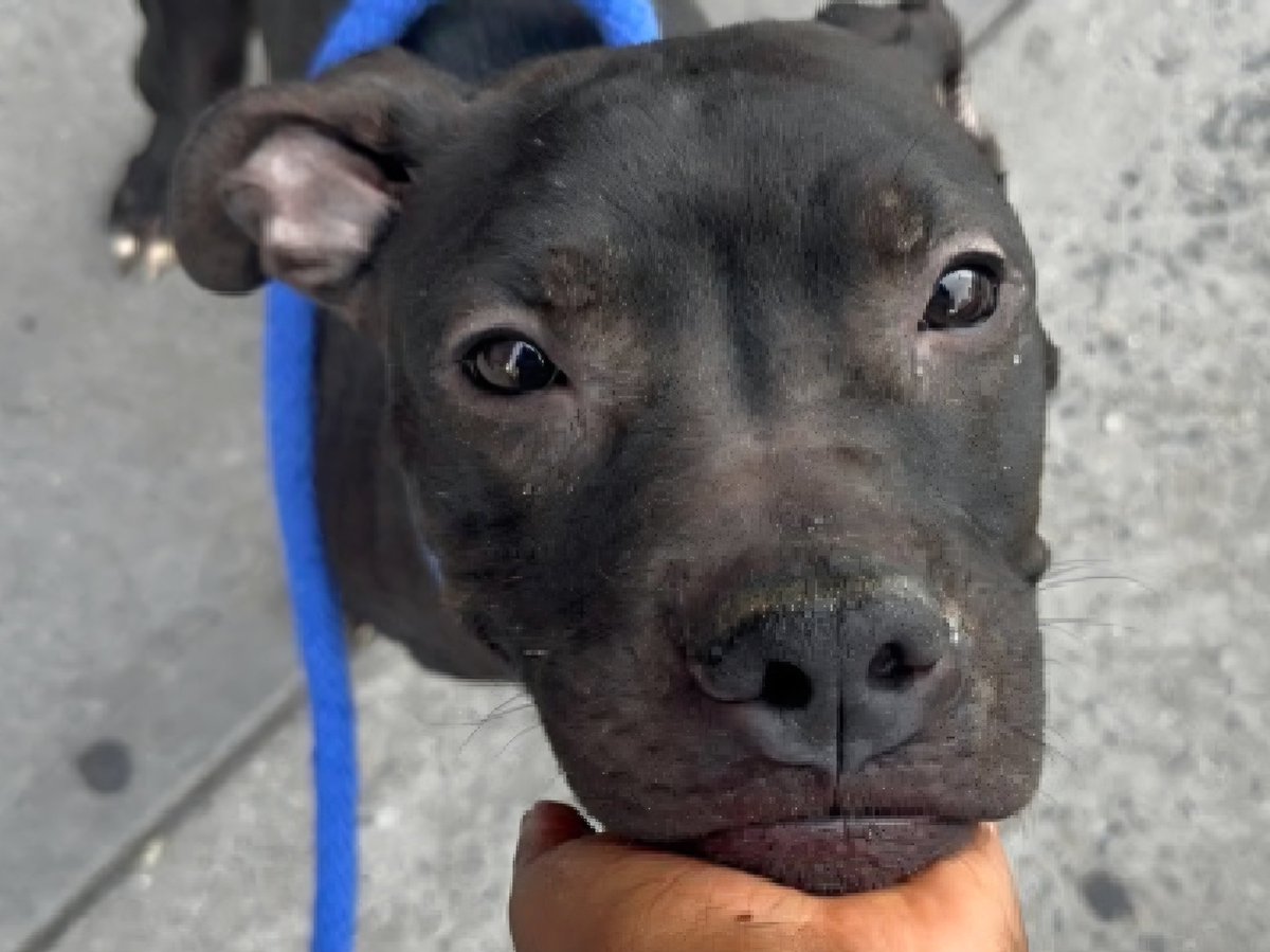 MorgFairsdogs's tweet photo. T'Challa 255120
Relisted TBK 6/9
#NYCACC #RescueOnly 
A cute 7 yr old boy
Has CIRDC 🚑
Had bite in home when owner broke up dog fight, redirected to owner
Receptive to treats 
All adult home needed
Save T'Challa!
https://t.co/2ohxtJyODr
#Pledge4Rescue #foster #adopt https://t.co/1NSYBm0fD5