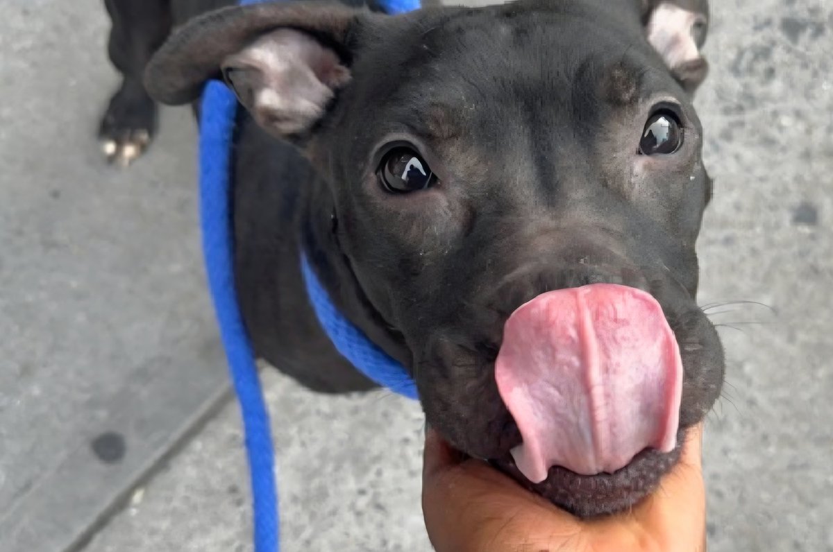 MorgFairsdogs's tweet photo. T'Challa 255120
Relisted TBK 6/9
#NYCACC #RescueOnly 
A cute 7 yr old boy
Has CIRDC 🚑
Had bite in home when owner broke up dog fight, redirected to owner
Receptive to treats 
All adult home needed
Save T'Challa!
https://t.co/2ohxtJyODr
#Pledge4Rescue #foster #adopt https://t.co/1NSYBm0fD5