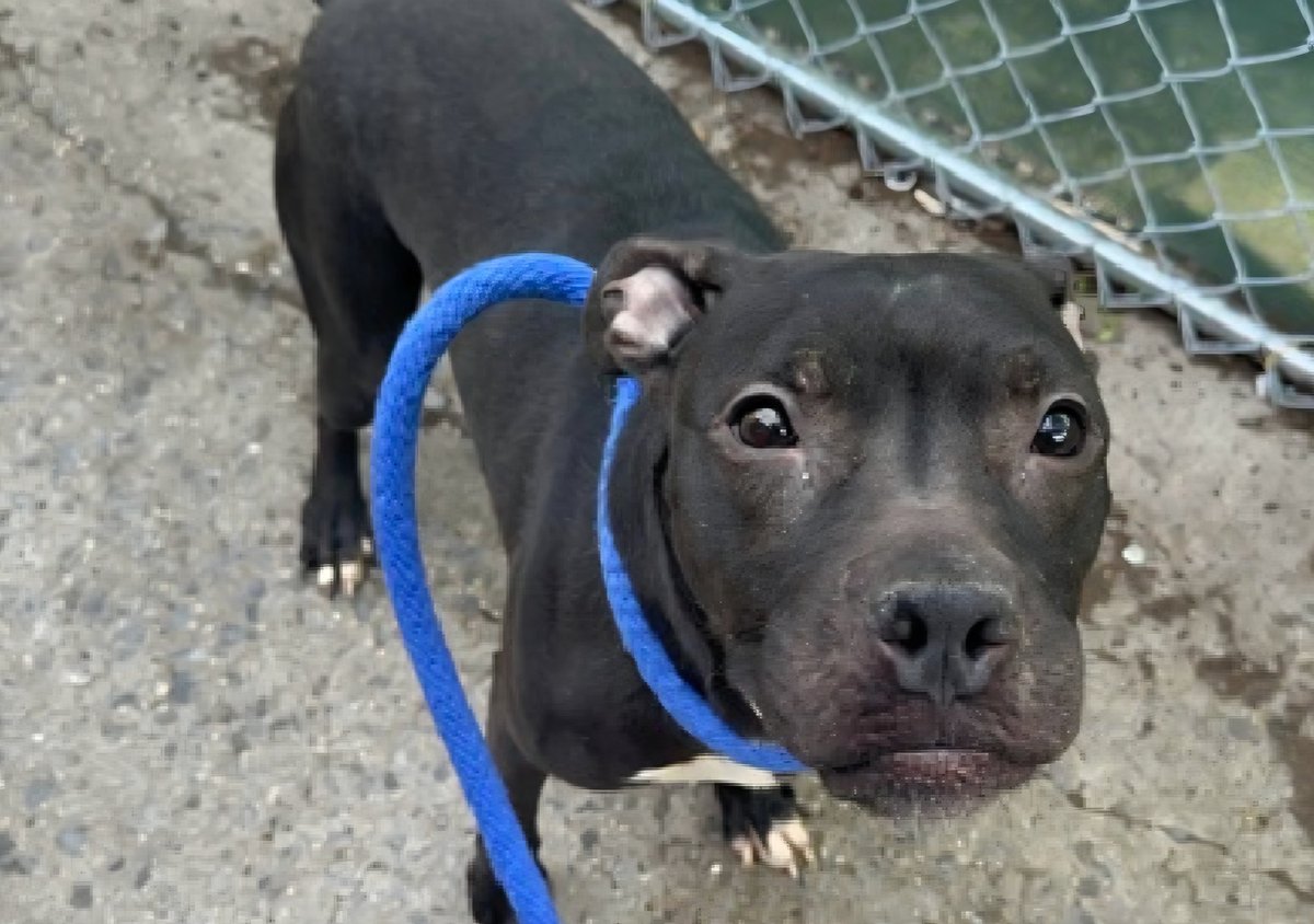 MorgFairsdogs's tweet photo. T'Challa 255120
Relisted TBK 6/9
#NYCACC #RescueOnly 
A cute 7 yr old boy
Has CIRDC 🚑
Had bite in home when owner broke up dog fight, redirected to owner
Receptive to treats 
All adult home needed
Save T'Challa!
https://t.co/2ohxtJyODr
#Pledge4Rescue #foster #adopt https://t.co/1NSYBm0fD5