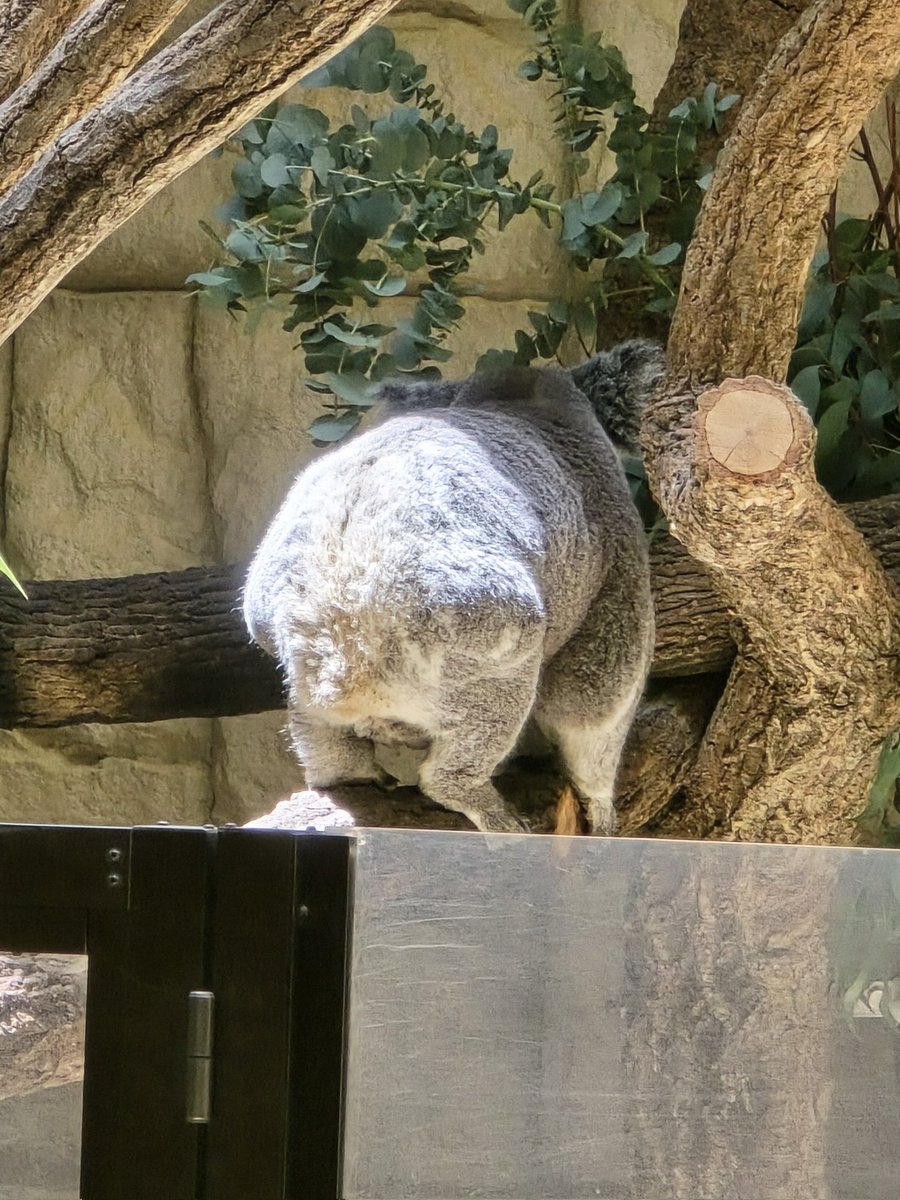 りんちゃんのけつようび🍑 #りん #コアラ #東山動植物園