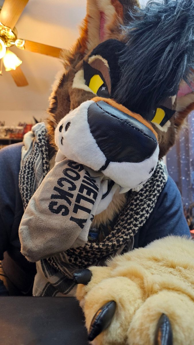 NaughtyBCollie's tweet photo. Sorry I stole your sock 😇 https://t.co/yHhCYp1Z5S