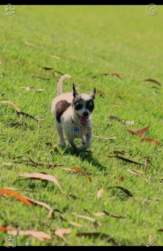 SNOWblind31's tweet photo. With a fragrant apple pie in mind, 🤟Luna strolled alongside him, her form gliding with elegance as she roamed the garden, her snout scenting the earth, her ears alertly pricked, attuned to any hint of birds or rodents. https://t.co/tMZ3NXPo1A