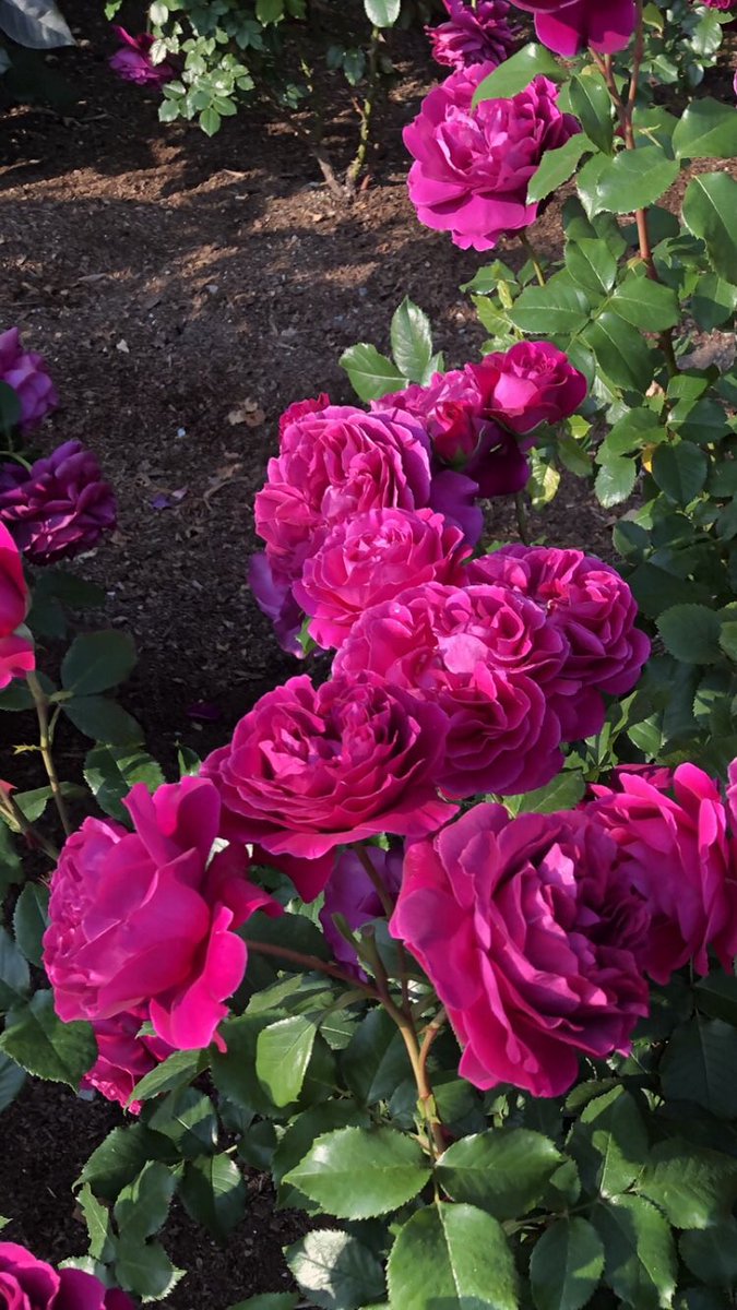 bluevioletsada's tweet photo. @2c33a3656882403 おはようございます🌹天気の移り変わり激しくなってきますが水分補給して体調には気をつけて今週も笑顔で頑張っていきましょう🌺 https://t.co/NFBPh3hu1J