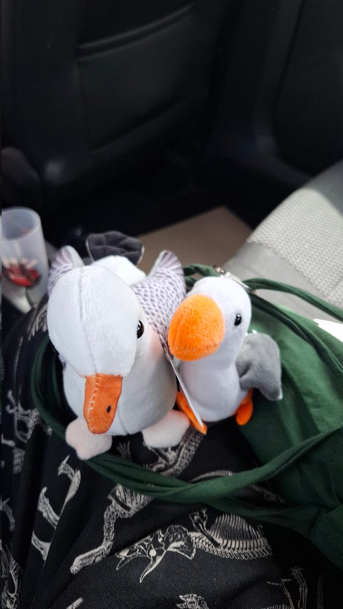 scaredofbones's tweet photo. Went to Wales. It was very windy but very nice, and I won some new seagulls at the arcade in Llandudno. https://t.co/aKNiqTJjkc
