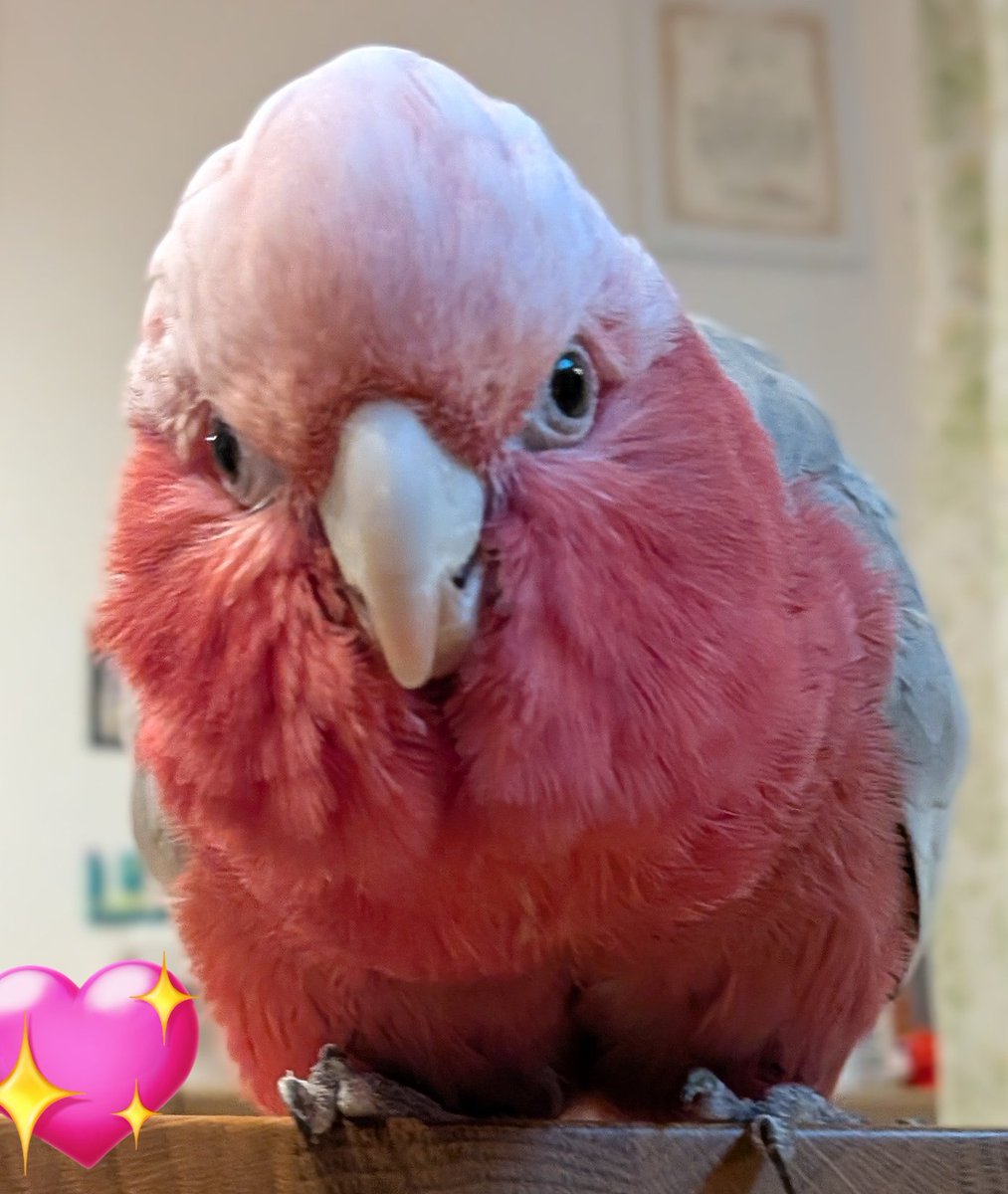 masyumaro12121's tweet photo. おはよう
今日からまた1週間がんばろう🐥
#モモイロインコ https://t.co/jXnAYjewFu