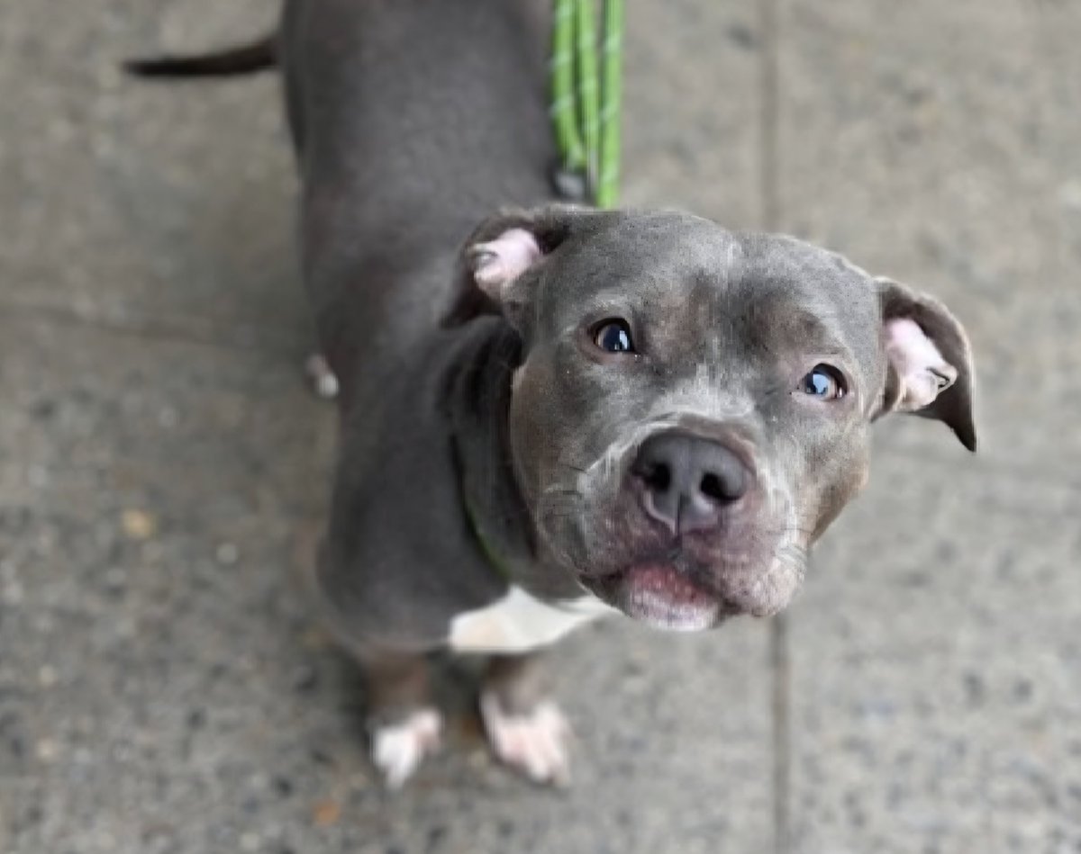 MorgFairsdogs's tweet photo. Gabby 254138
Relisted TBK 6/9
#NYCACC #RescueOnly 
A pretty 2 yr old girl
Highly fearful in care, whale eyed and trembling 
Avoidant of handlers
Not receptive to treats 
All adult home needed
Save Gabby!
https://t.co/ix6tHFqpTZ
#Pledge4rescue #foster #adopt https://t.co/fqrTMsAcTp