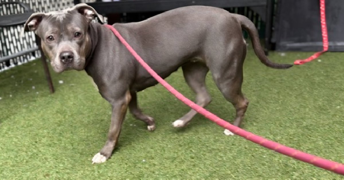 MorgFairsdogs's tweet photo. Gabby 254138
Relisted TBK 6/9
#NYCACC #RescueOnly 
A pretty 2 yr old girl
Highly fearful in care, whale eyed and trembling 
Avoidant of handlers
Not receptive to treats 
All adult home needed
Save Gabby!
https://t.co/ix6tHFqpTZ
#Pledge4rescue #foster #adopt https://t.co/fqrTMsAcTp