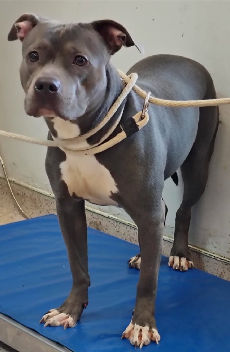 MorgFairsdogs's tweet photo. Gabby 254138
Relisted TBK 6/9
#NYCACC #RescueOnly 
A pretty 2 yr old girl
Highly fearful in care, whale eyed and trembling 
Avoidant of handlers
Not receptive to treats 
All adult home needed
Save Gabby!
https://t.co/ix6tHFqpTZ
#Pledge4rescue #foster #adopt https://t.co/fqrTMsAcTp