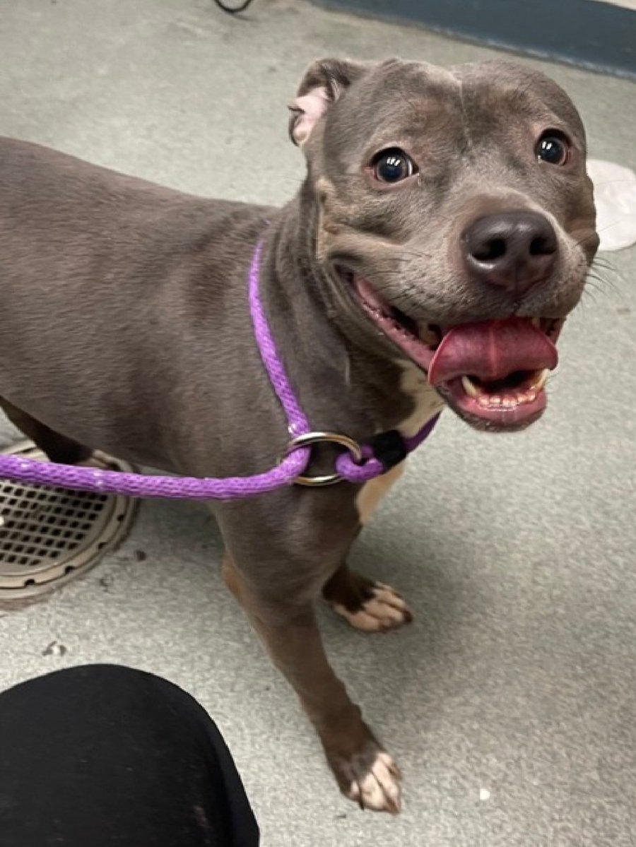 MorgFairsdogs's tweet photo. Gabby 254138
Relisted TBK 6/9
#NYCACC #RescueOnly 
A pretty 2 yr old girl
Highly fearful in care, whale eyed and trembling 
Avoidant of handlers
Not receptive to treats 
All adult home needed
Save Gabby!
https://t.co/ix6tHFqpTZ
#Pledge4rescue #foster #adopt https://t.co/fqrTMsAcTp