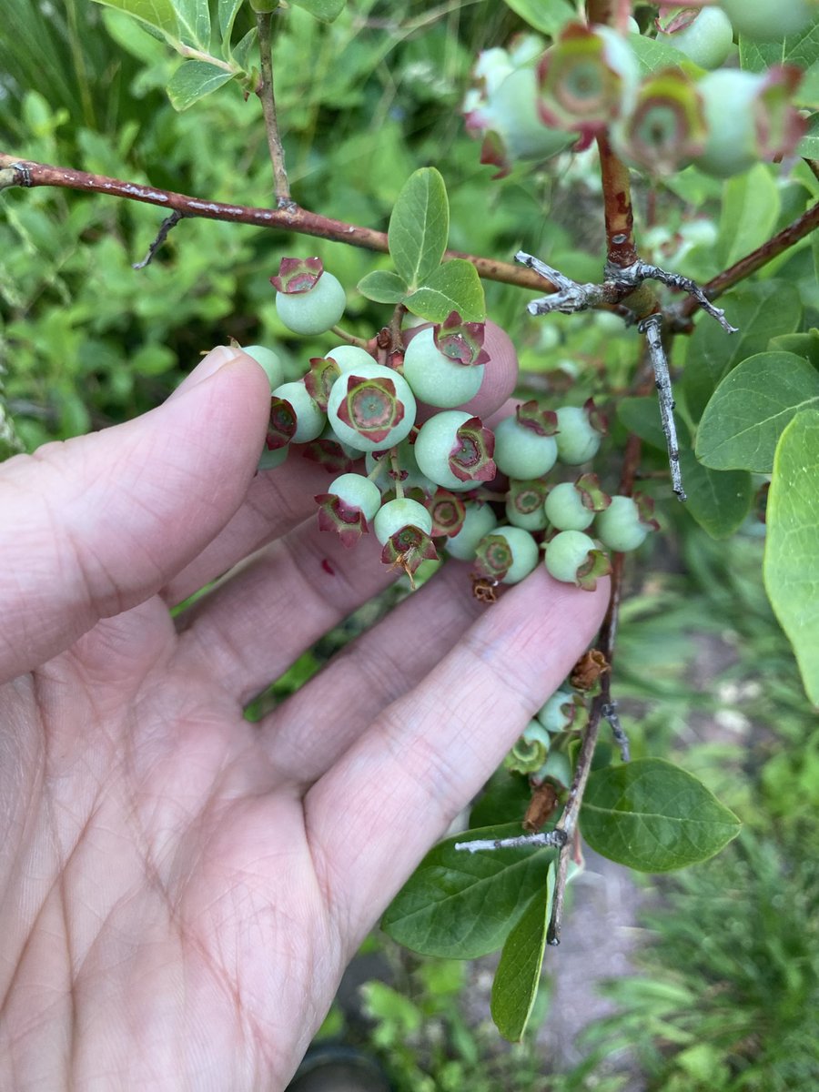 couturerob's tweet photo. Strawberries ripening by the handful each day now, and probably another month for the blueberries. #gardening https://t.co/0rClG5OqE1